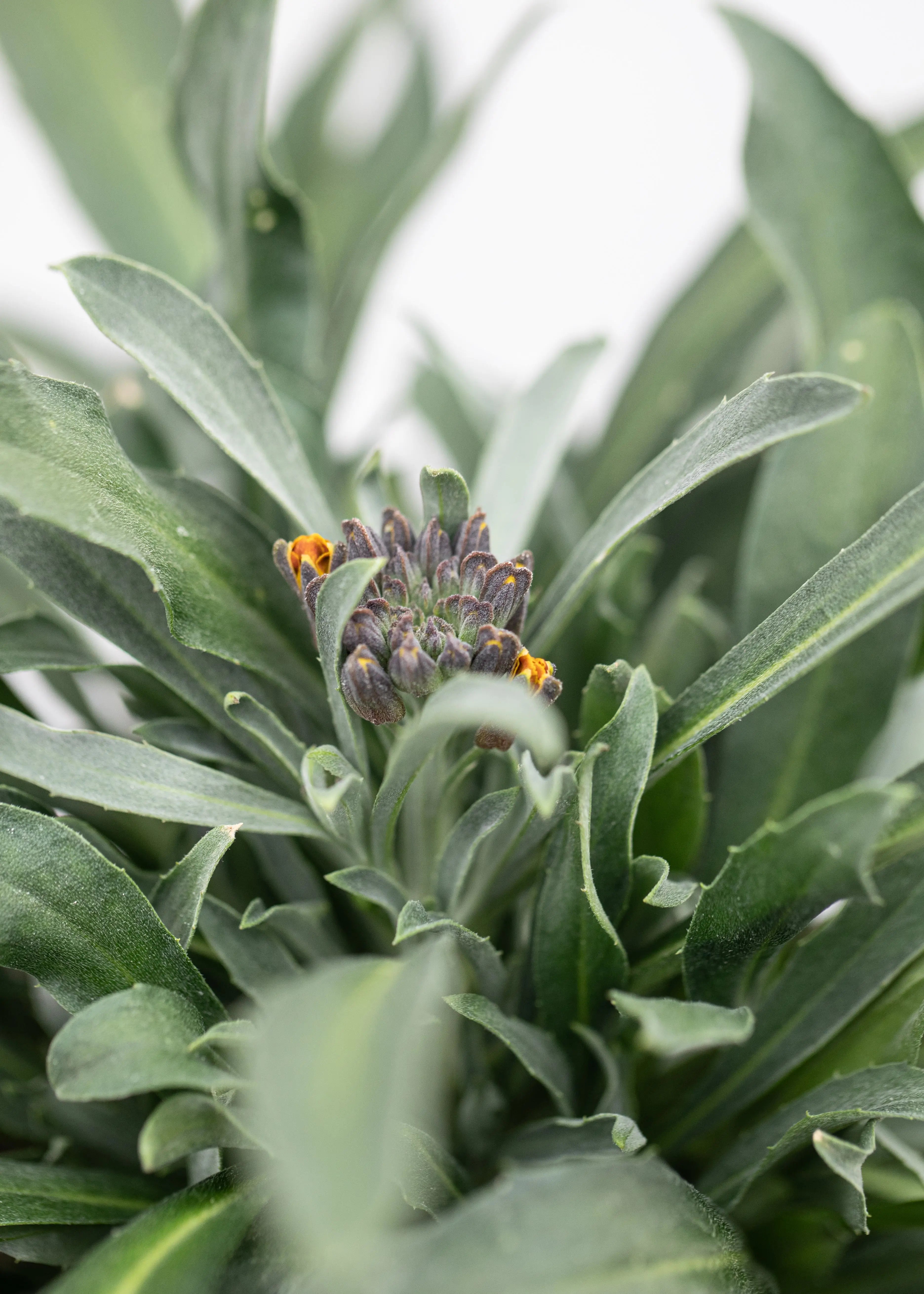 Erysimum 'Erysistible Yellow'