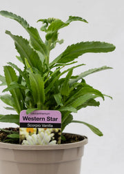 Leucanthemum 'Western Star Scorpio Vanilla'