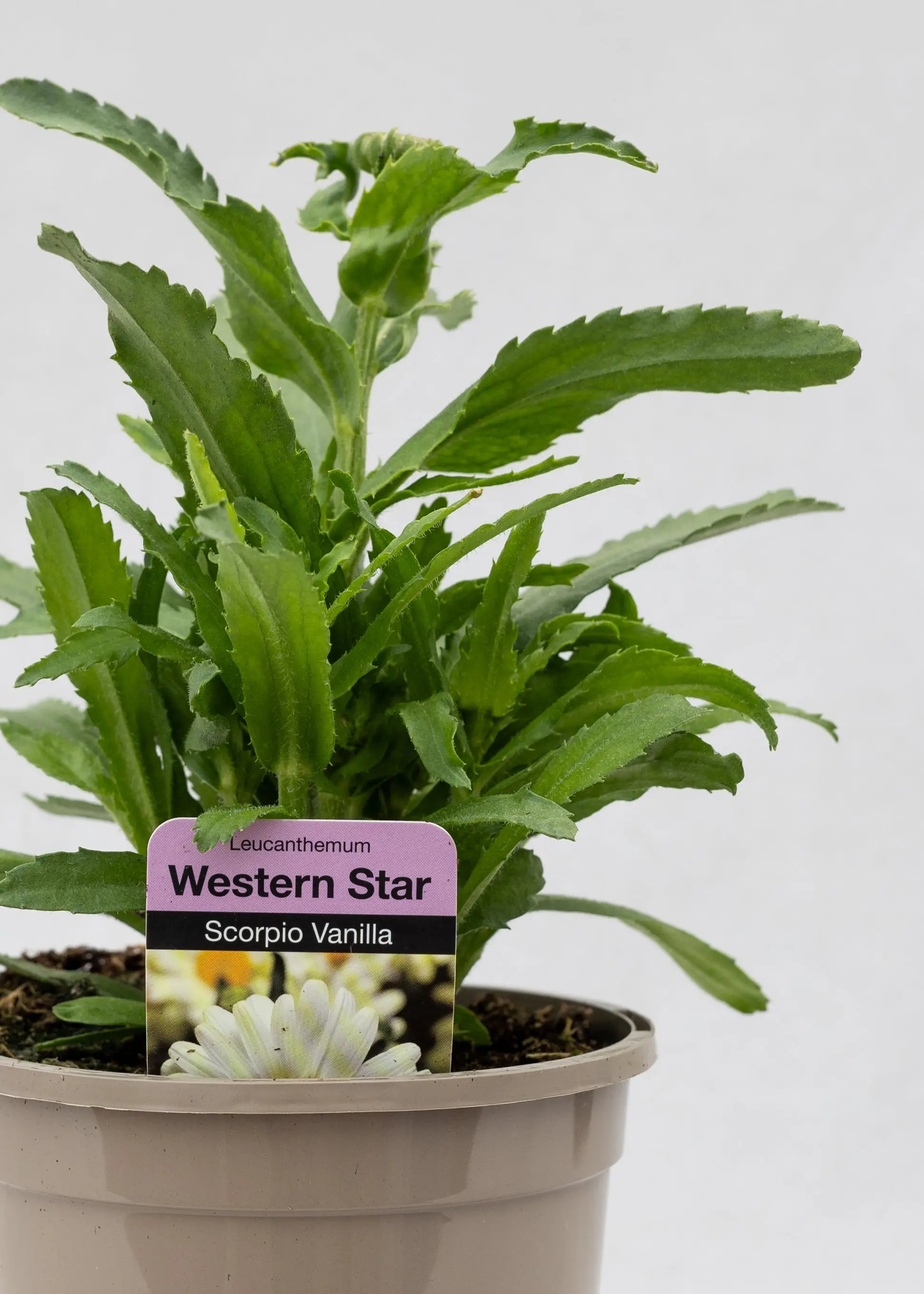 Leucanthemum 'Western Star Scorpio Vanilla'