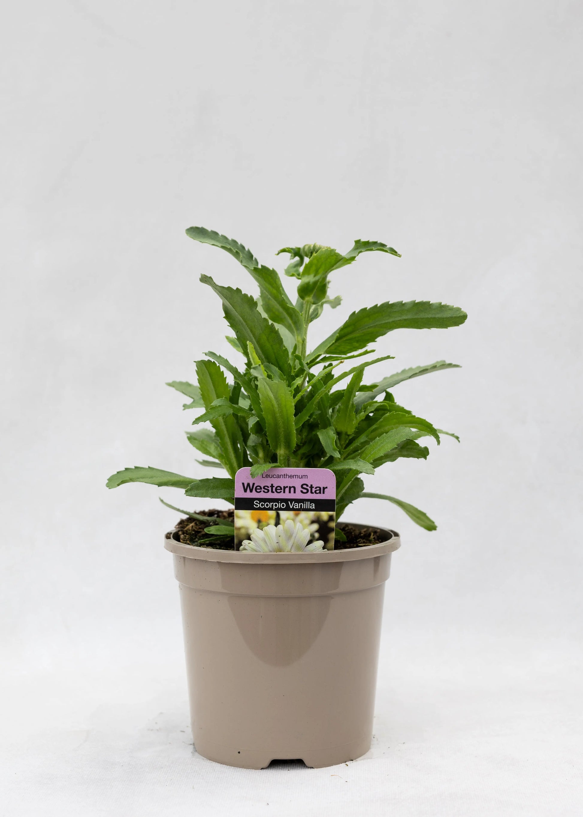 Leucanthemum 'Western Star Scorpio Vanilla'