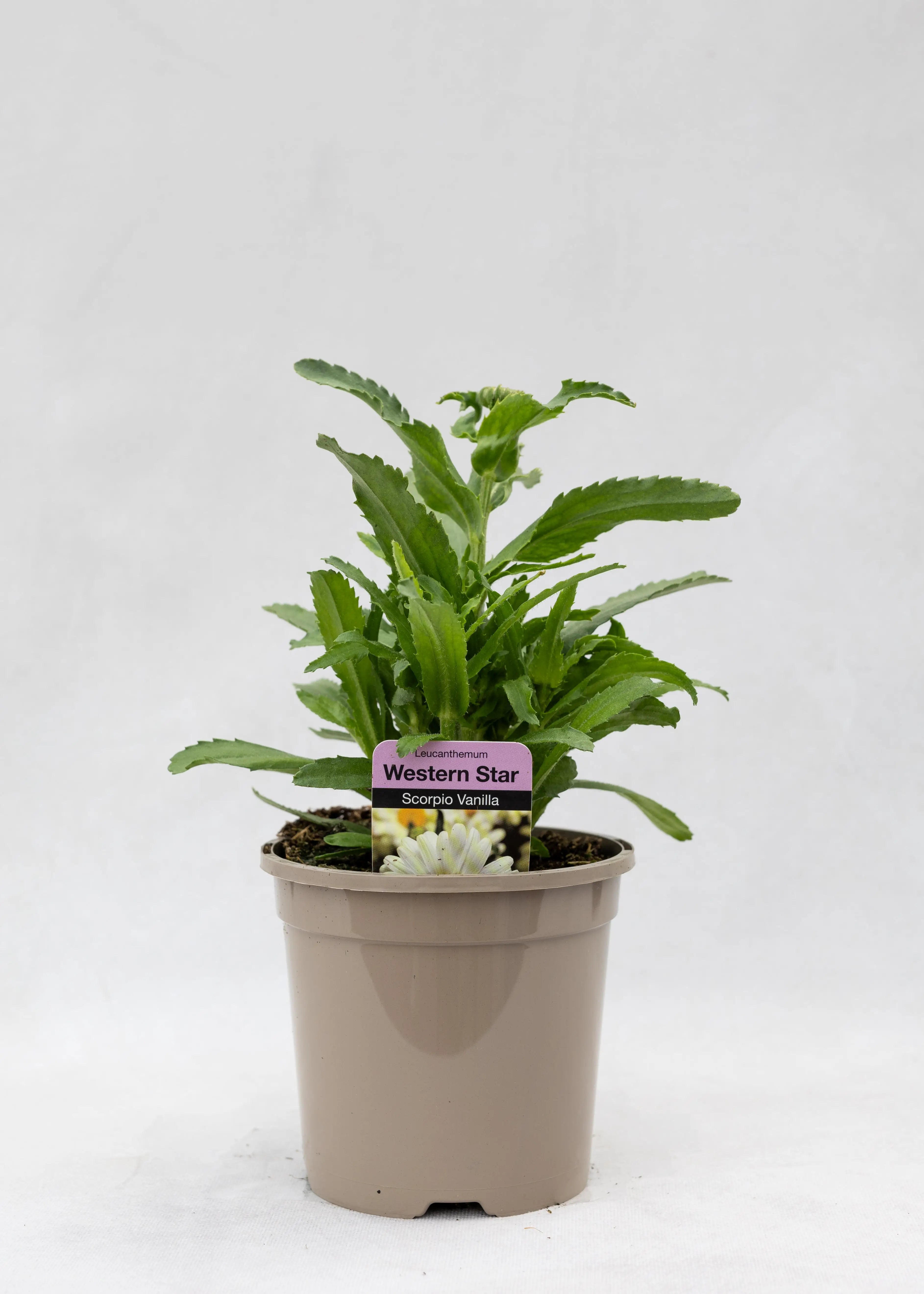 Leucanthemum 'Western Star Scorpio Vanilla'
