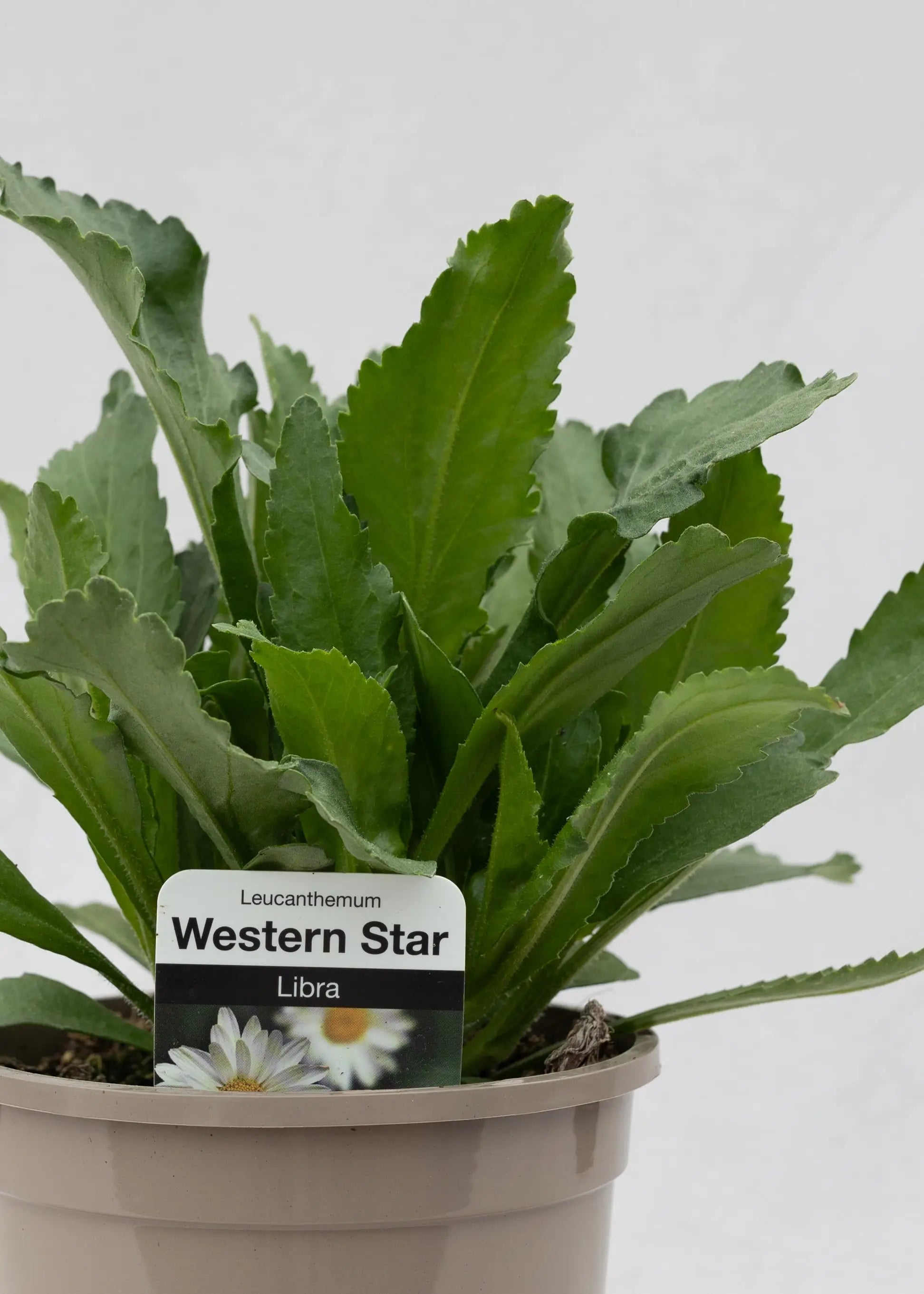 Leucanthemum 'Western Star Libra'