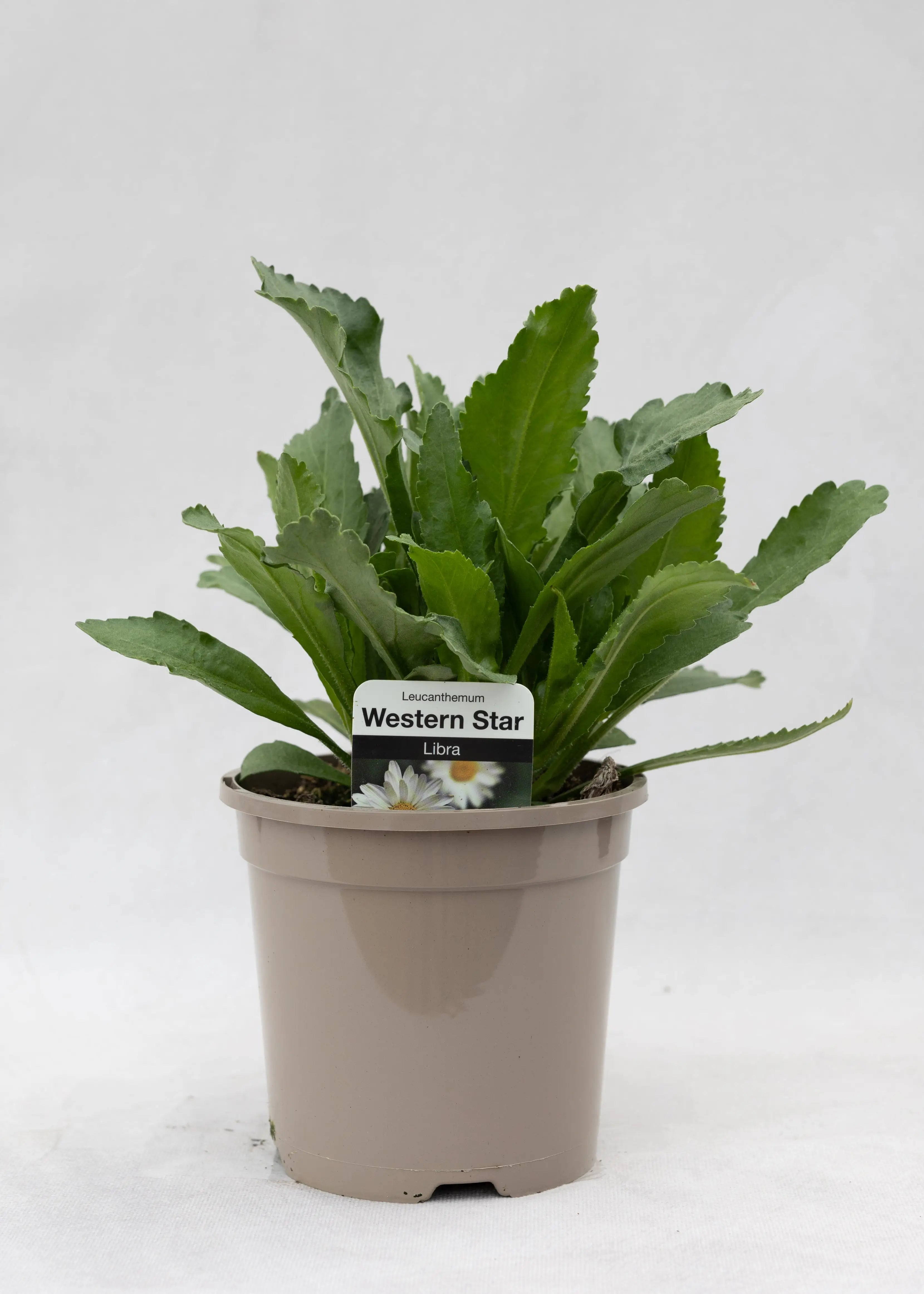 Leucanthemum 'Western Star Libra'