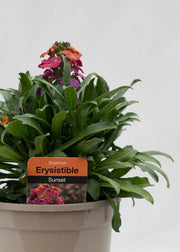 Erysimum 'Erysistible Sunset'