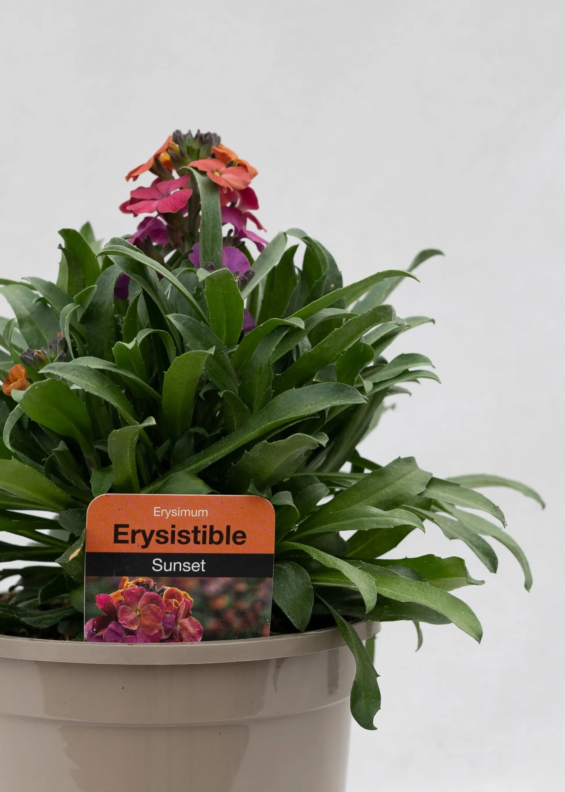 Erysimum 'Erysistible Sunset'