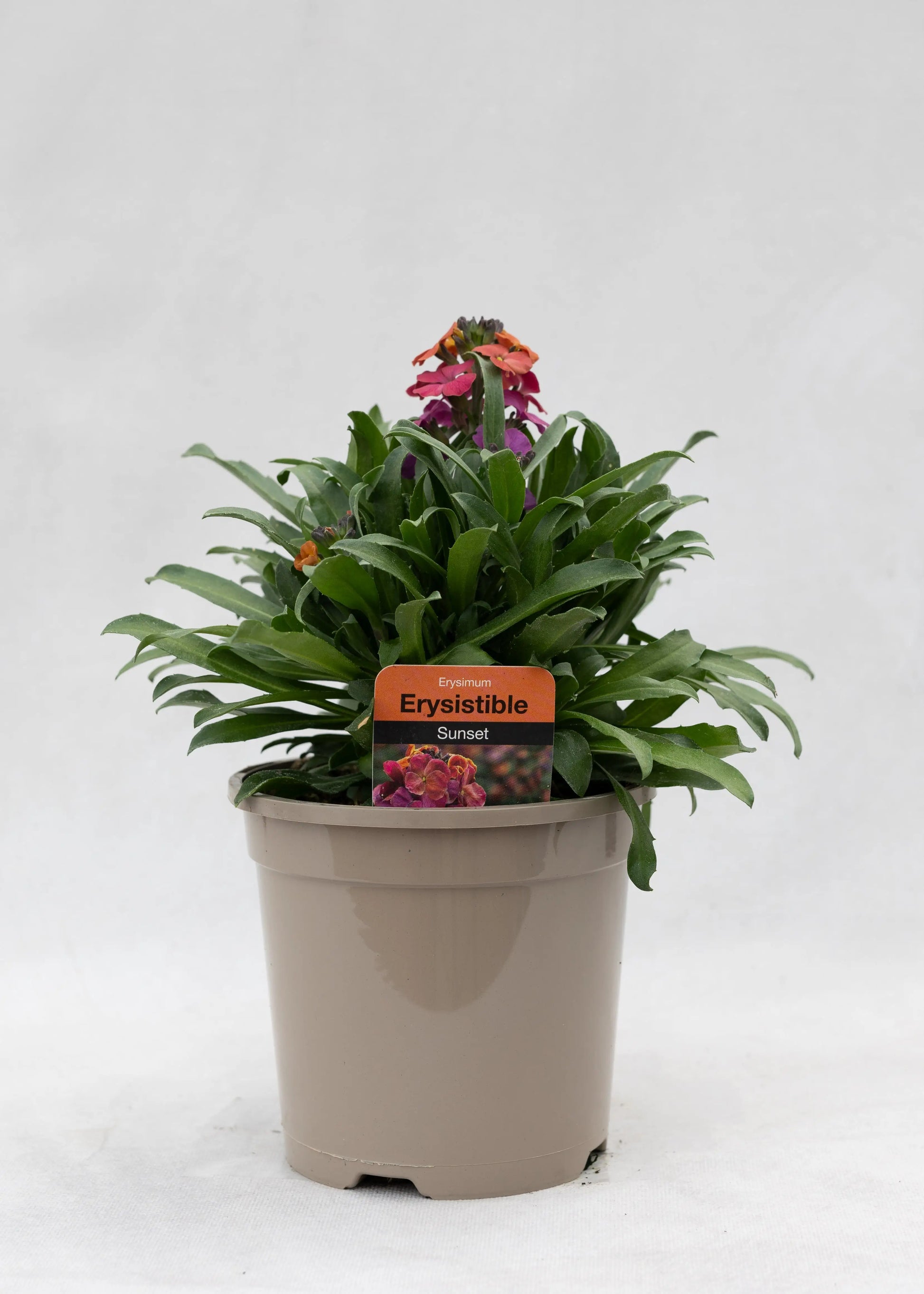 Erysimum 'Erysistible Sunset'
