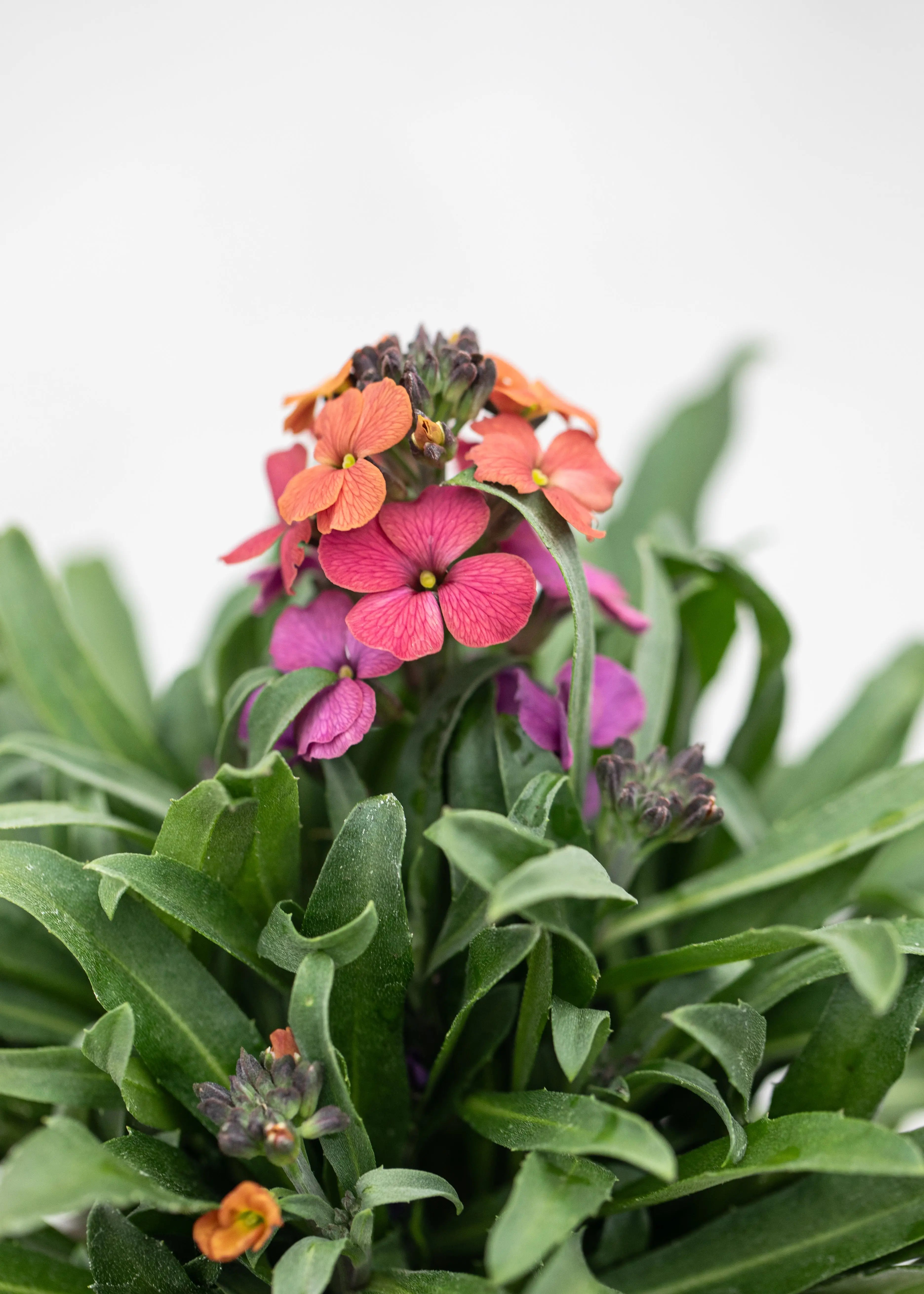 Erysimum 'Erysistible Sunset'