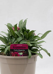Erysimum 'Erysistible Magenta'