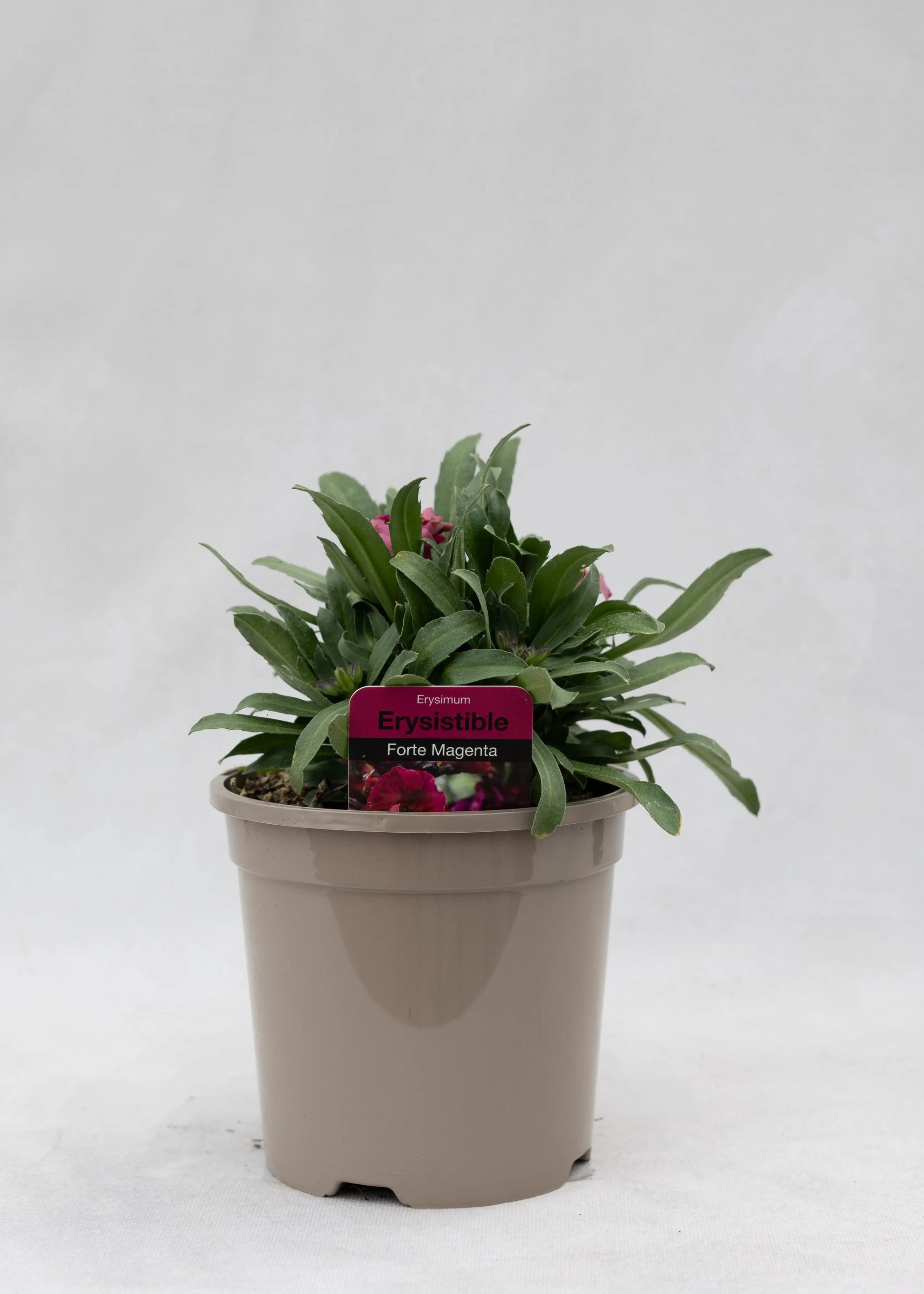 Erysimum 'Erysistible Magenta'