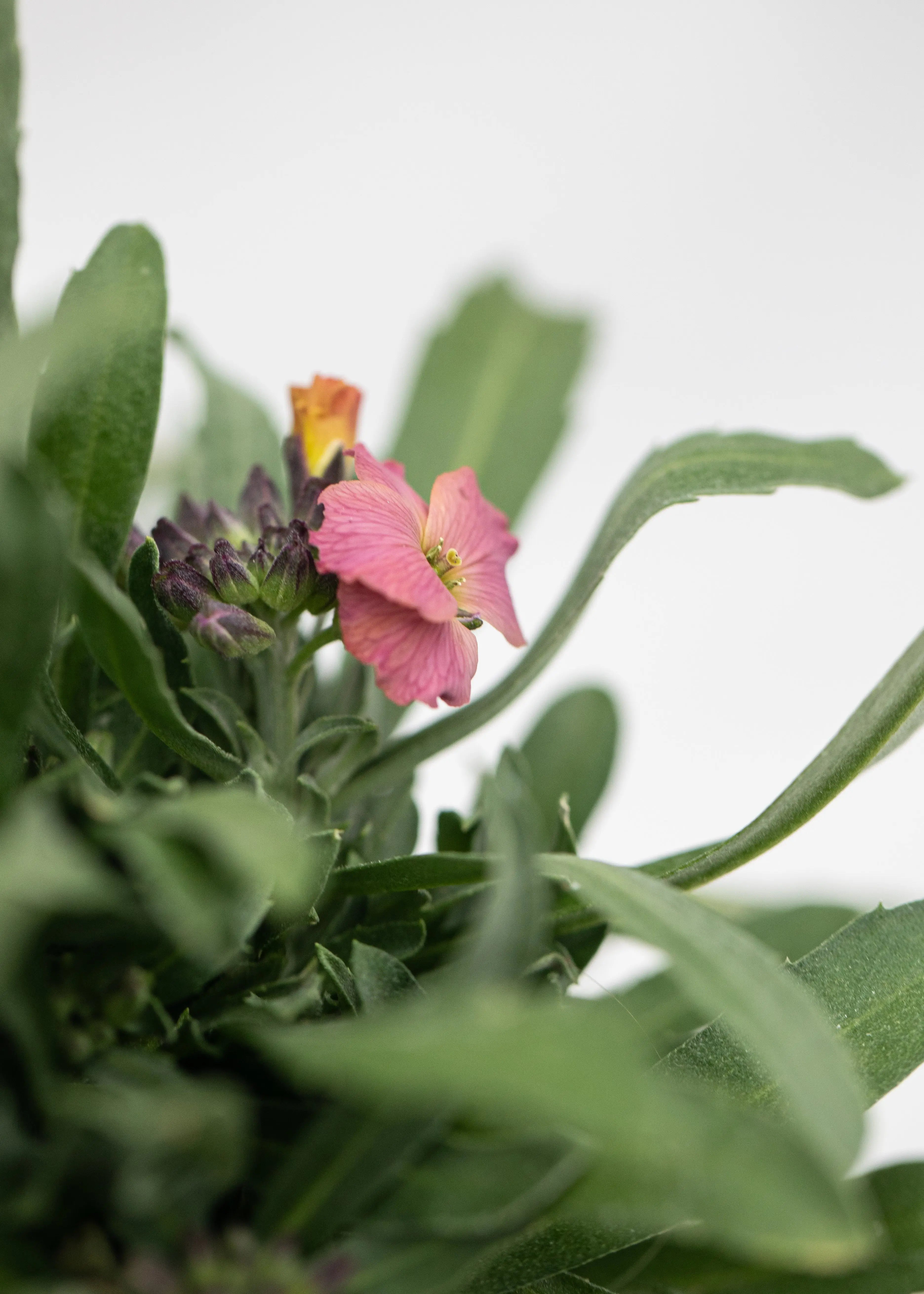 Erysimum 'Erysistible Magenta'