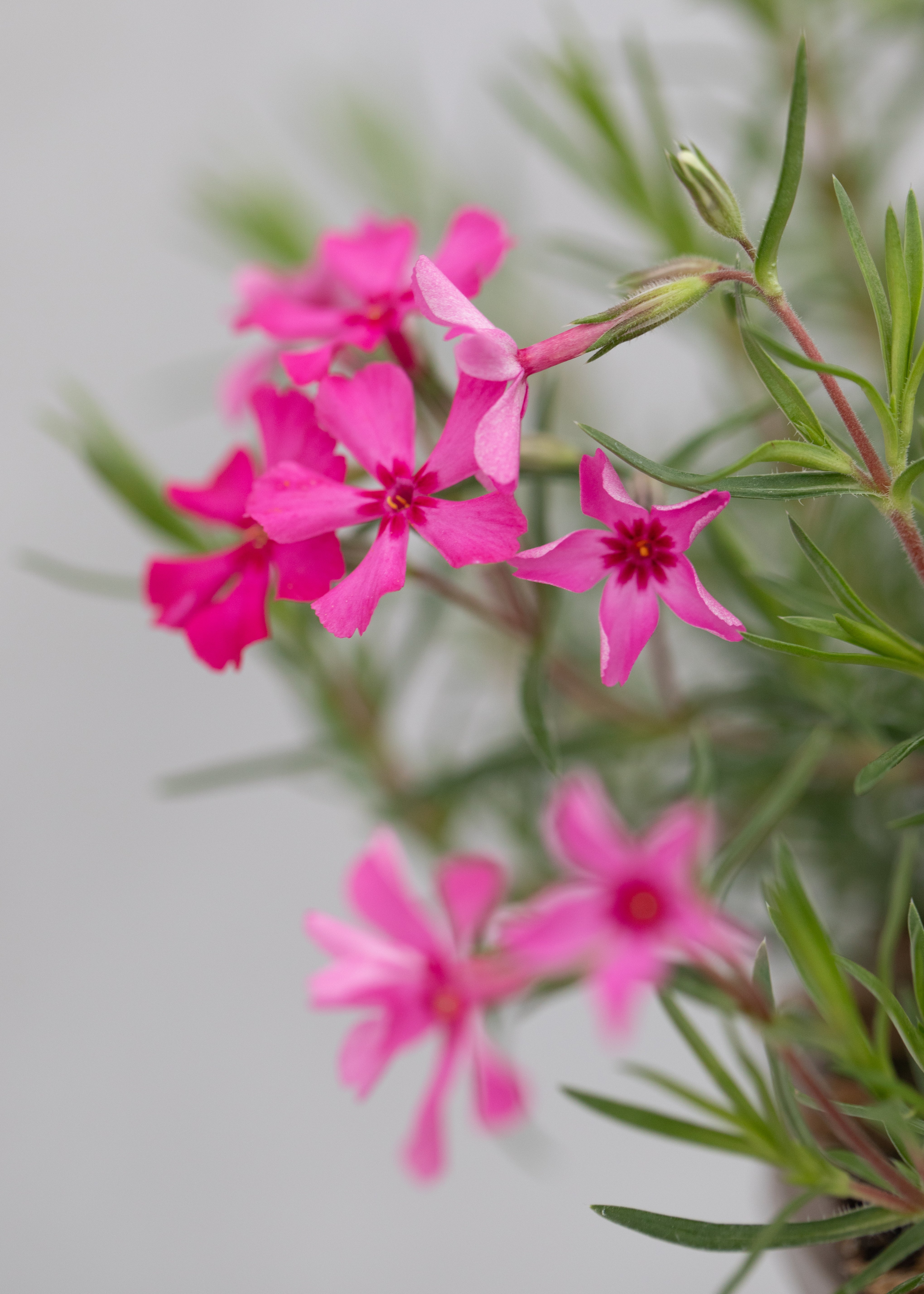 Phlox subulata 'Scarlet Flame'