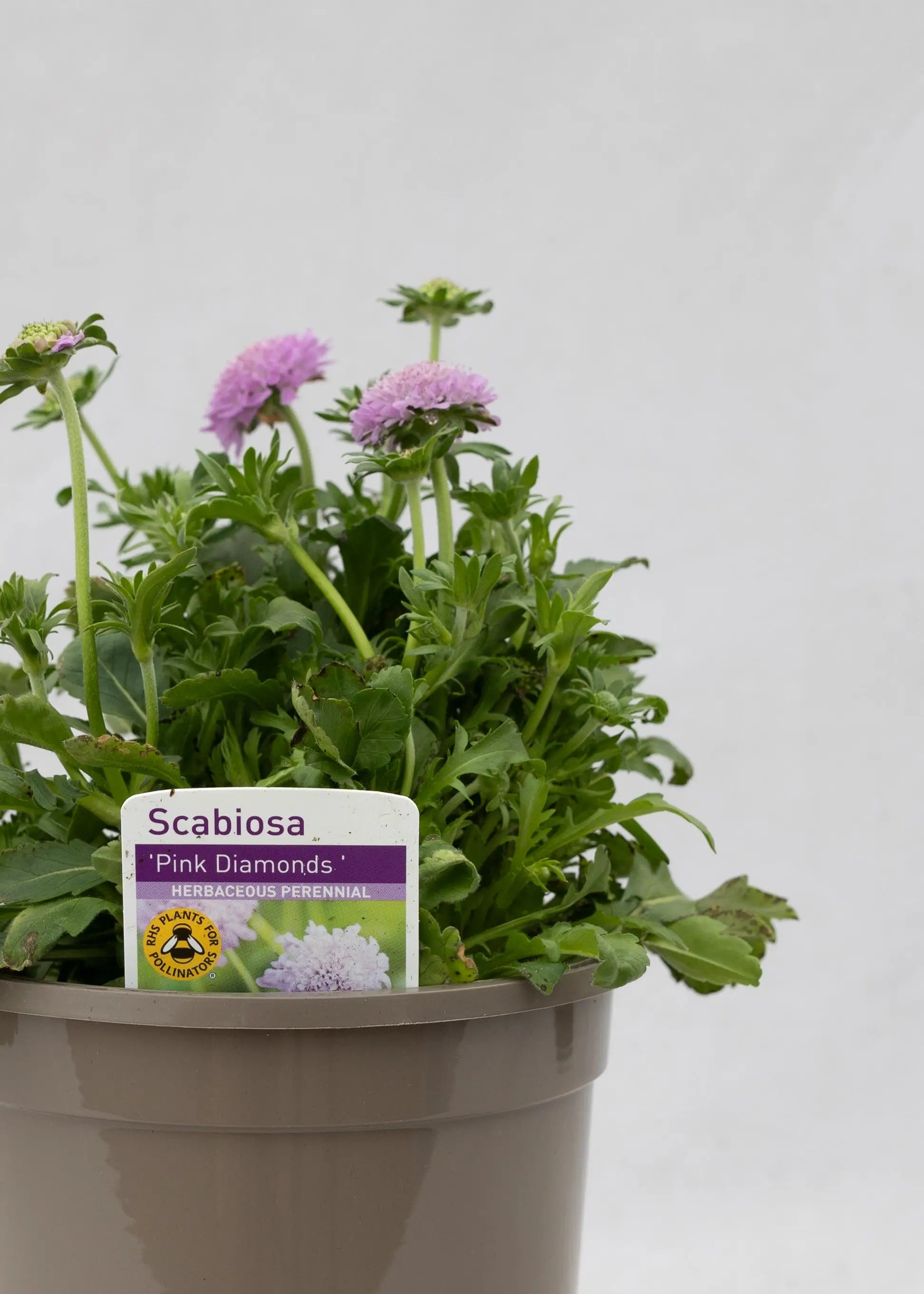 Scabiosa japonica 'Pink Diamonds'