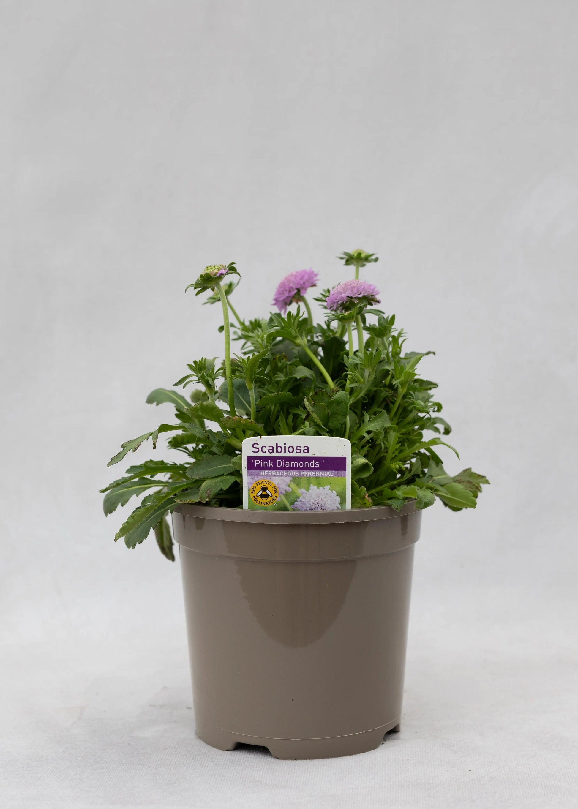 Scabiosa japonica 'Pink Diamonds'