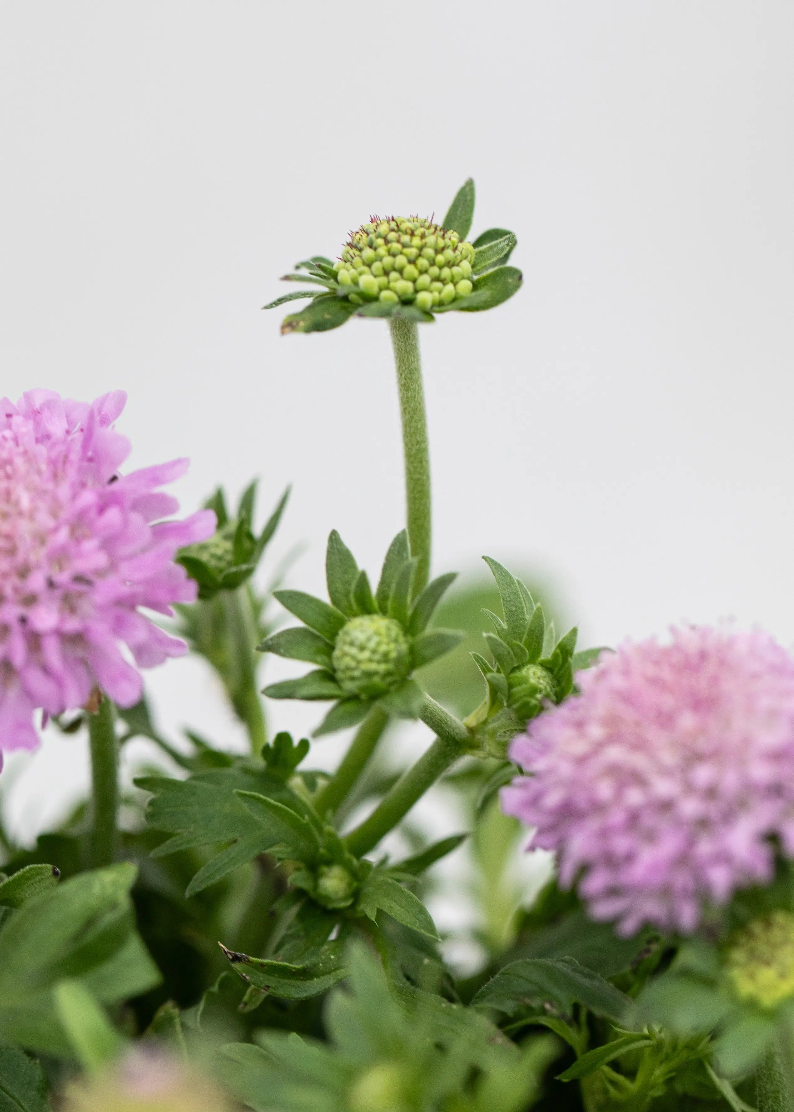 Scabiosa japonica 'Pink Diamonds'