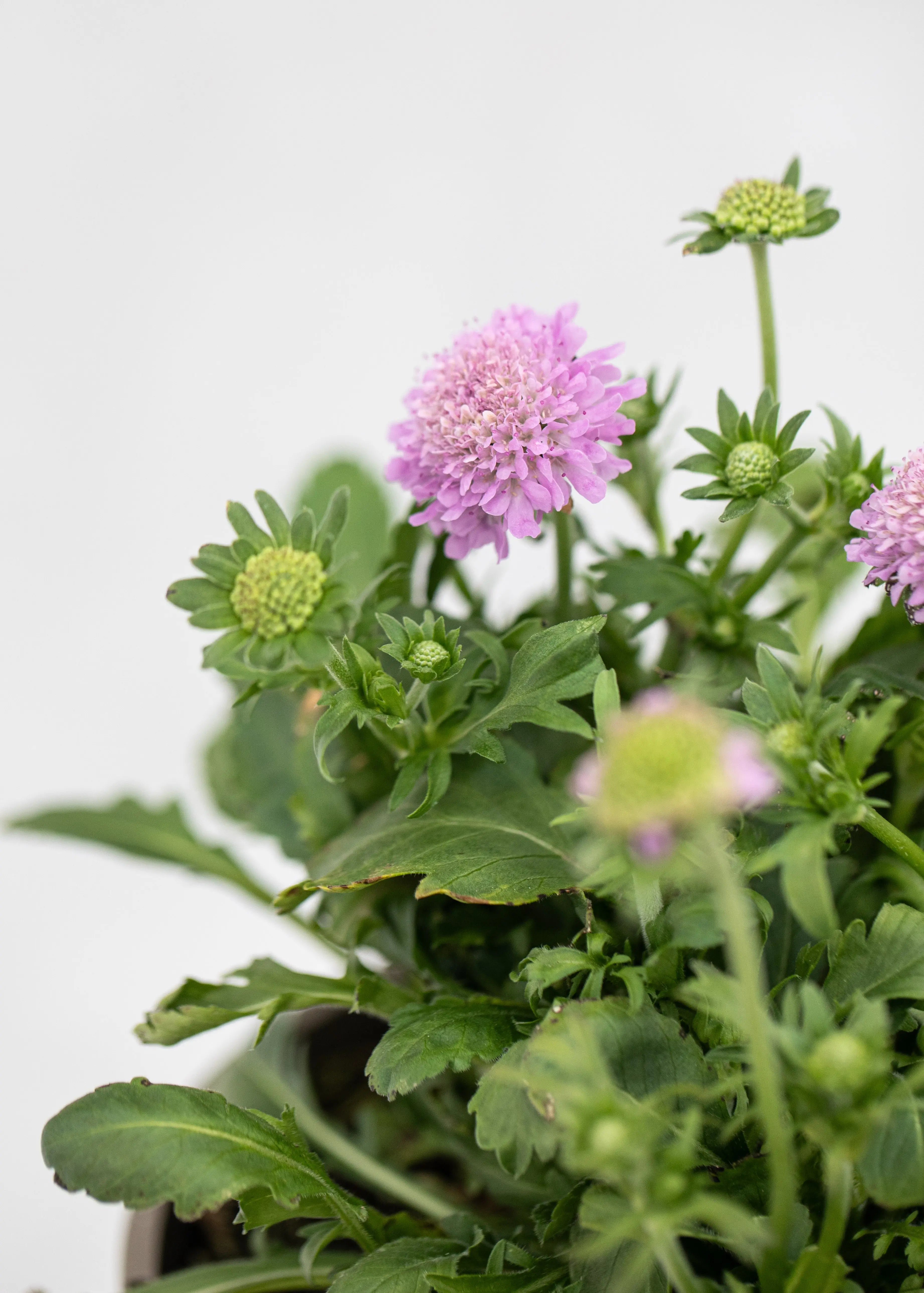 Scabiosa japonica 'Pink Diamonds'