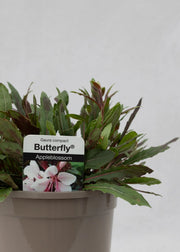 Gaura lindheimeri 'Butterfly Appleblossom'