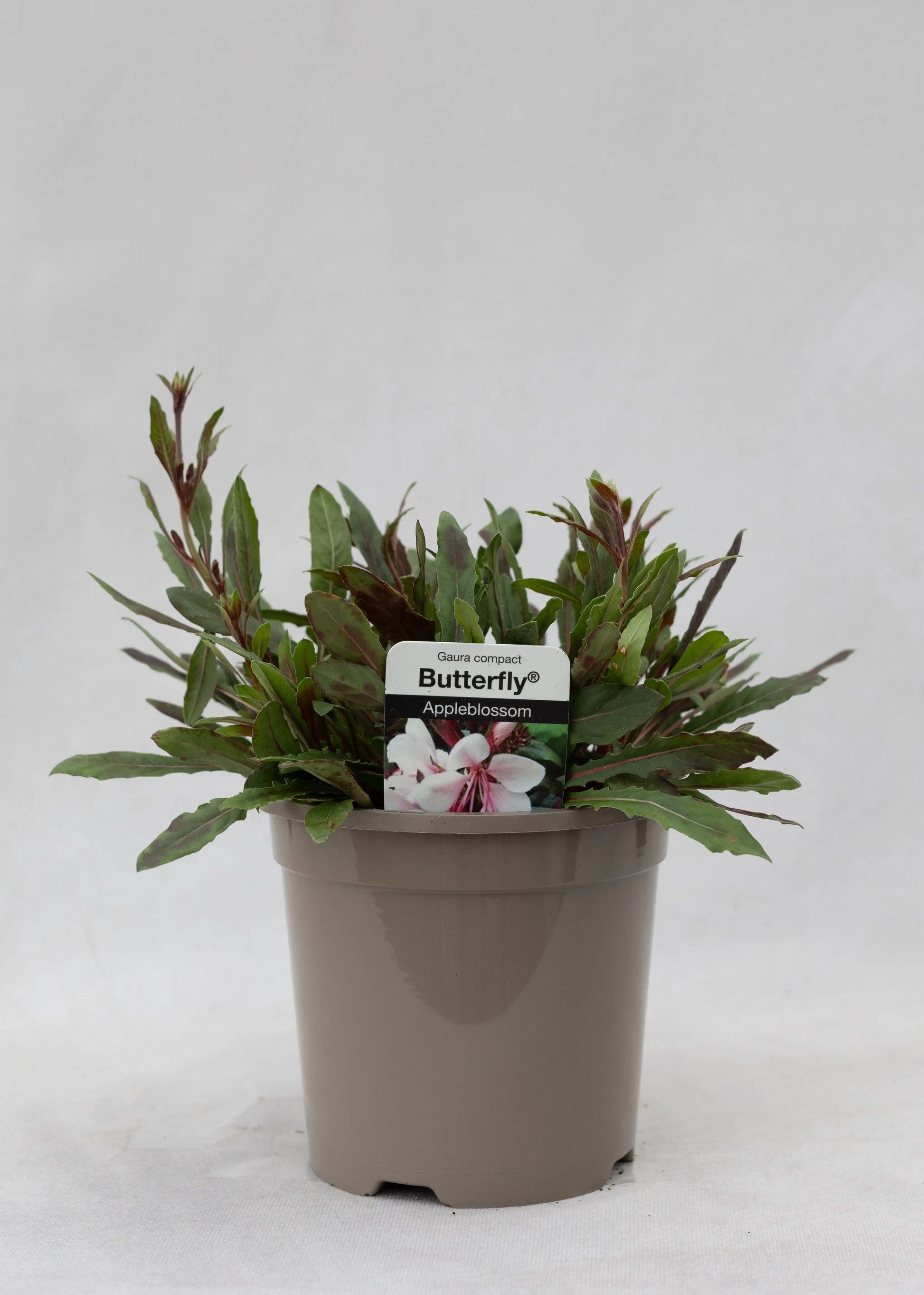 Gaura lindheimeri 'Butterfly Appleblossom'