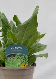 Knautia macedonica 'Red Knight'