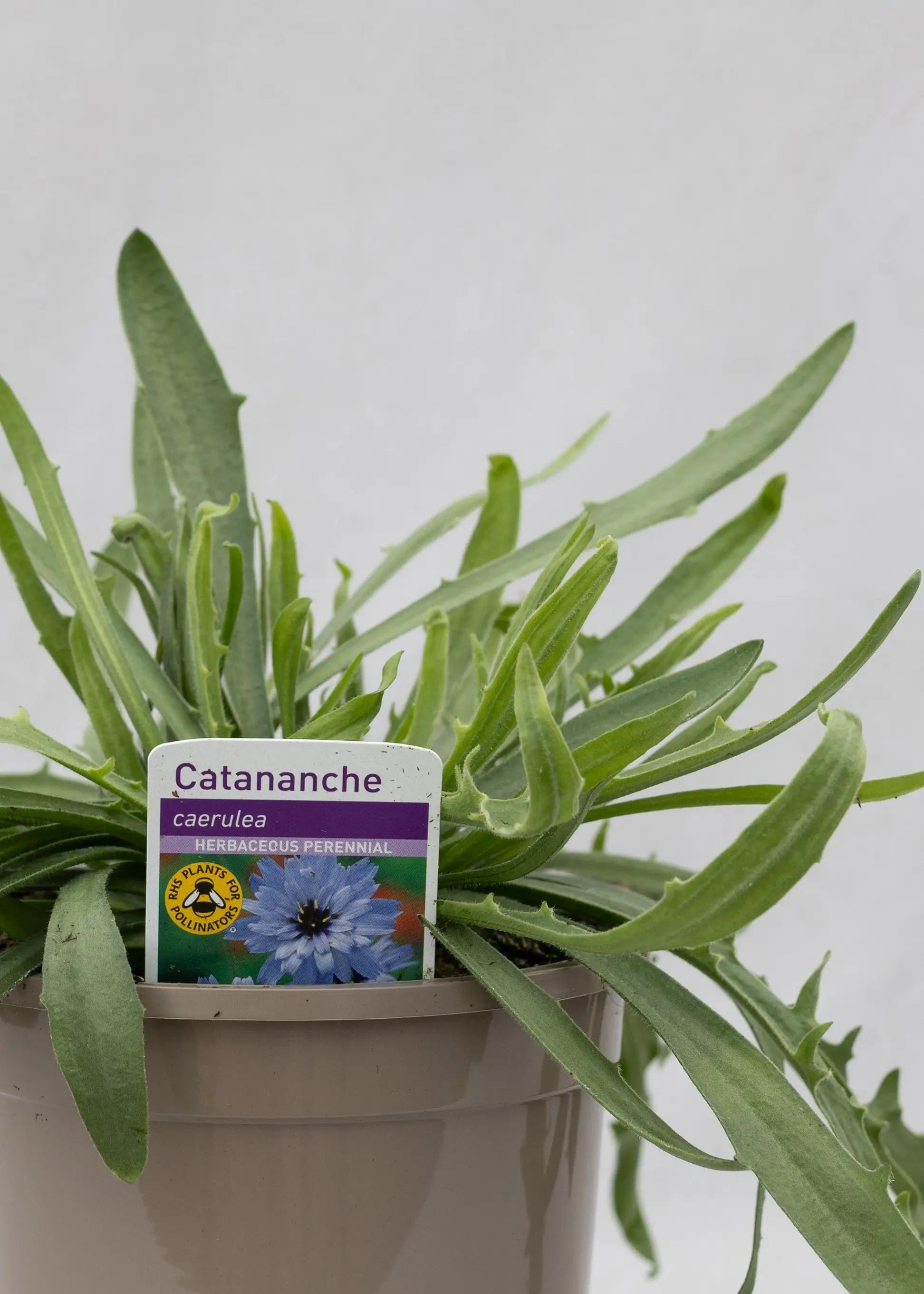 Catananche caerulea 'Blue'