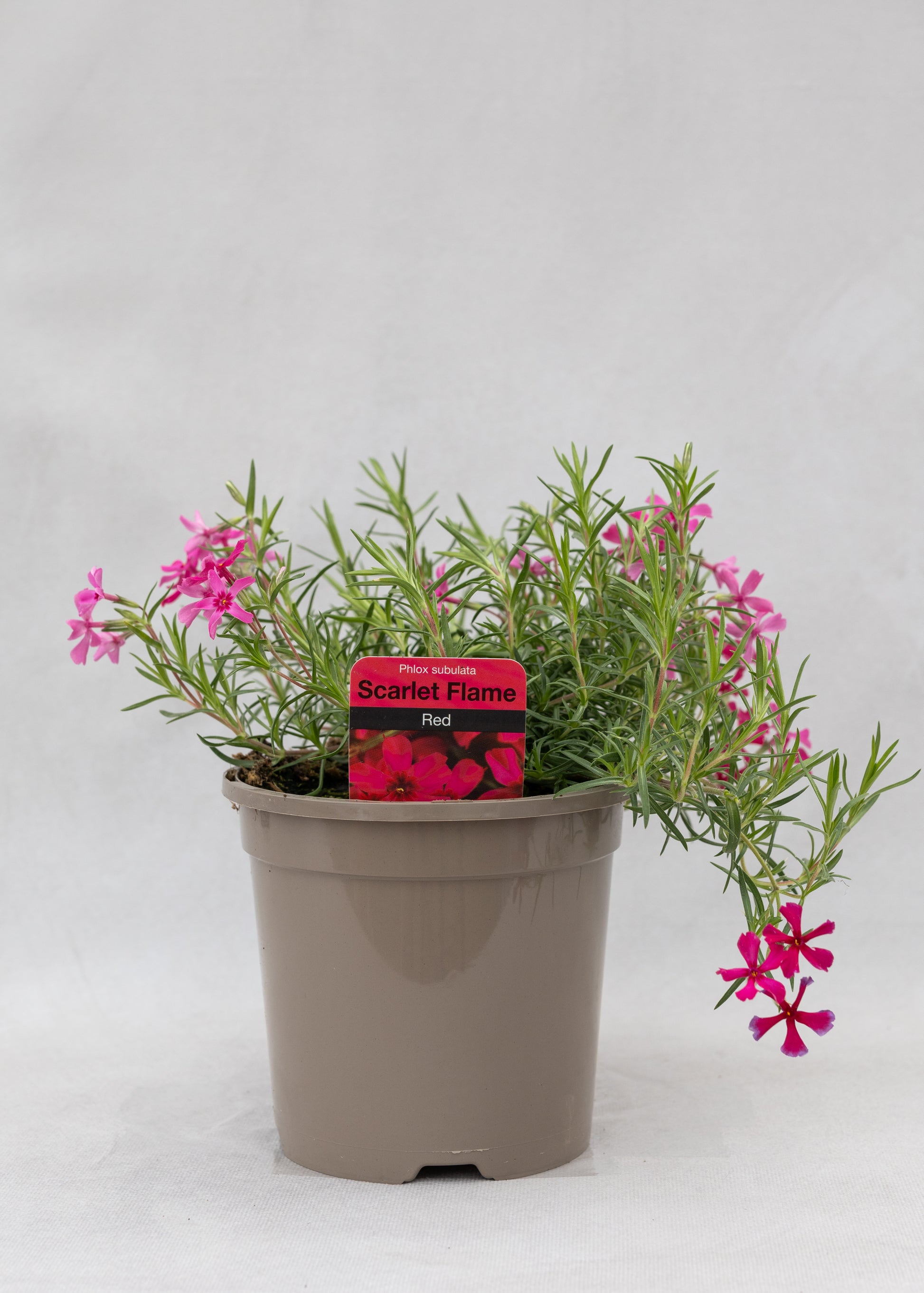 Phlox subulata 'Scarlet Flame'