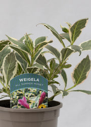 Weigela 'All Summer Monet'