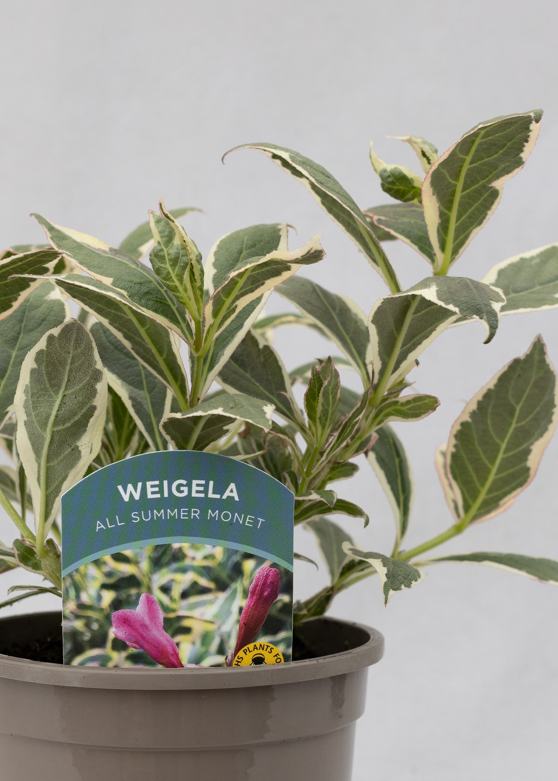 Weigela 'All Summer Monet'
