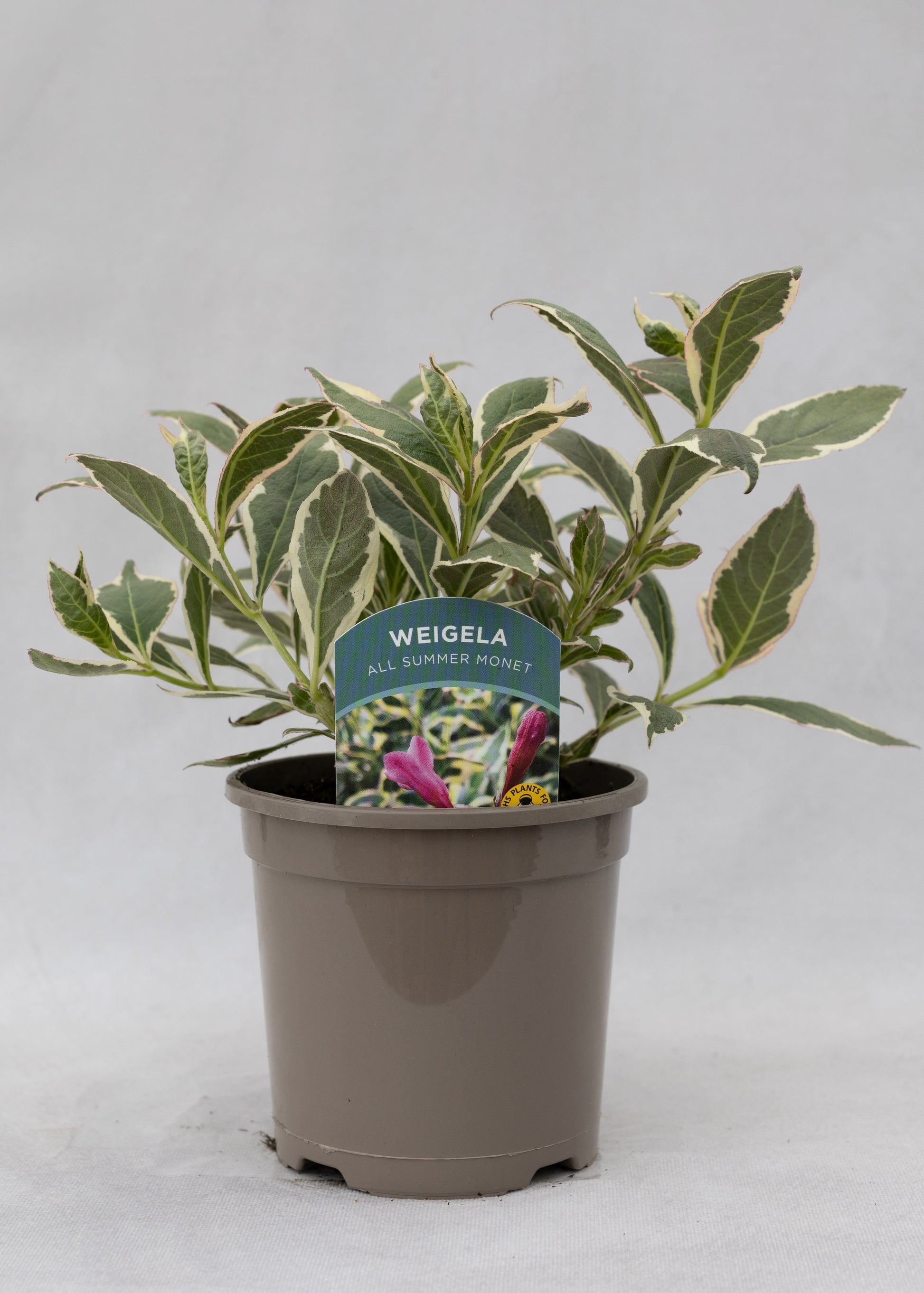 Weigela 'All Summer Monet'