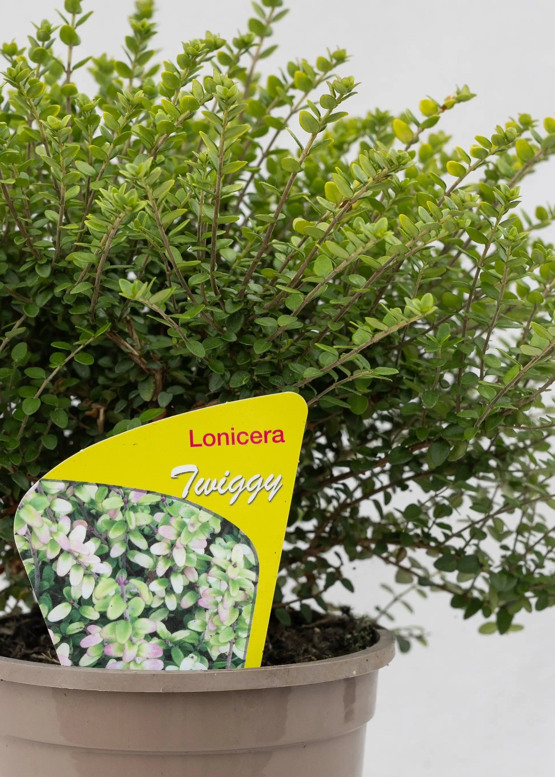 Lonicera nitida 'Twiggy'