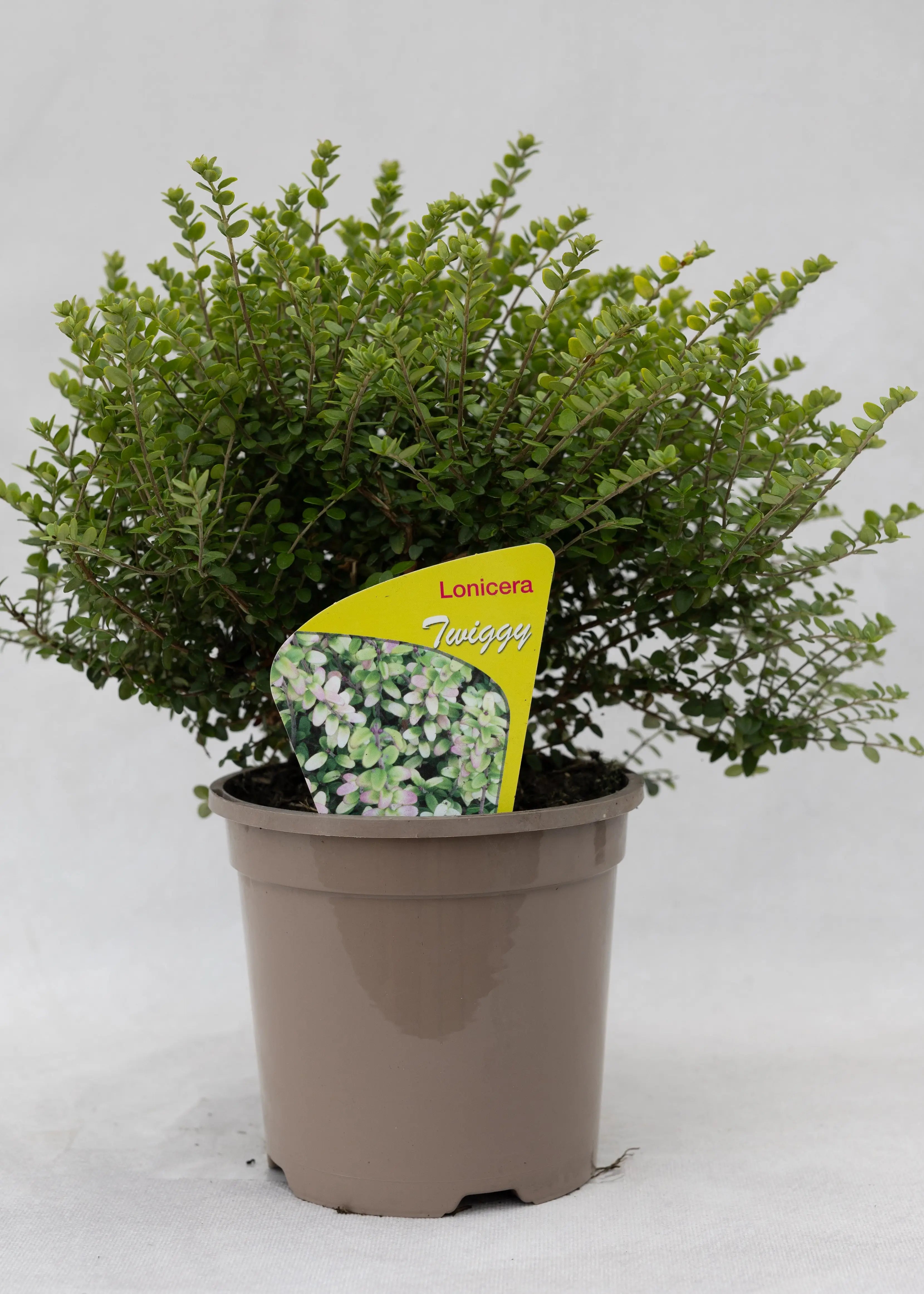Lonicera nitida 'Twiggy'