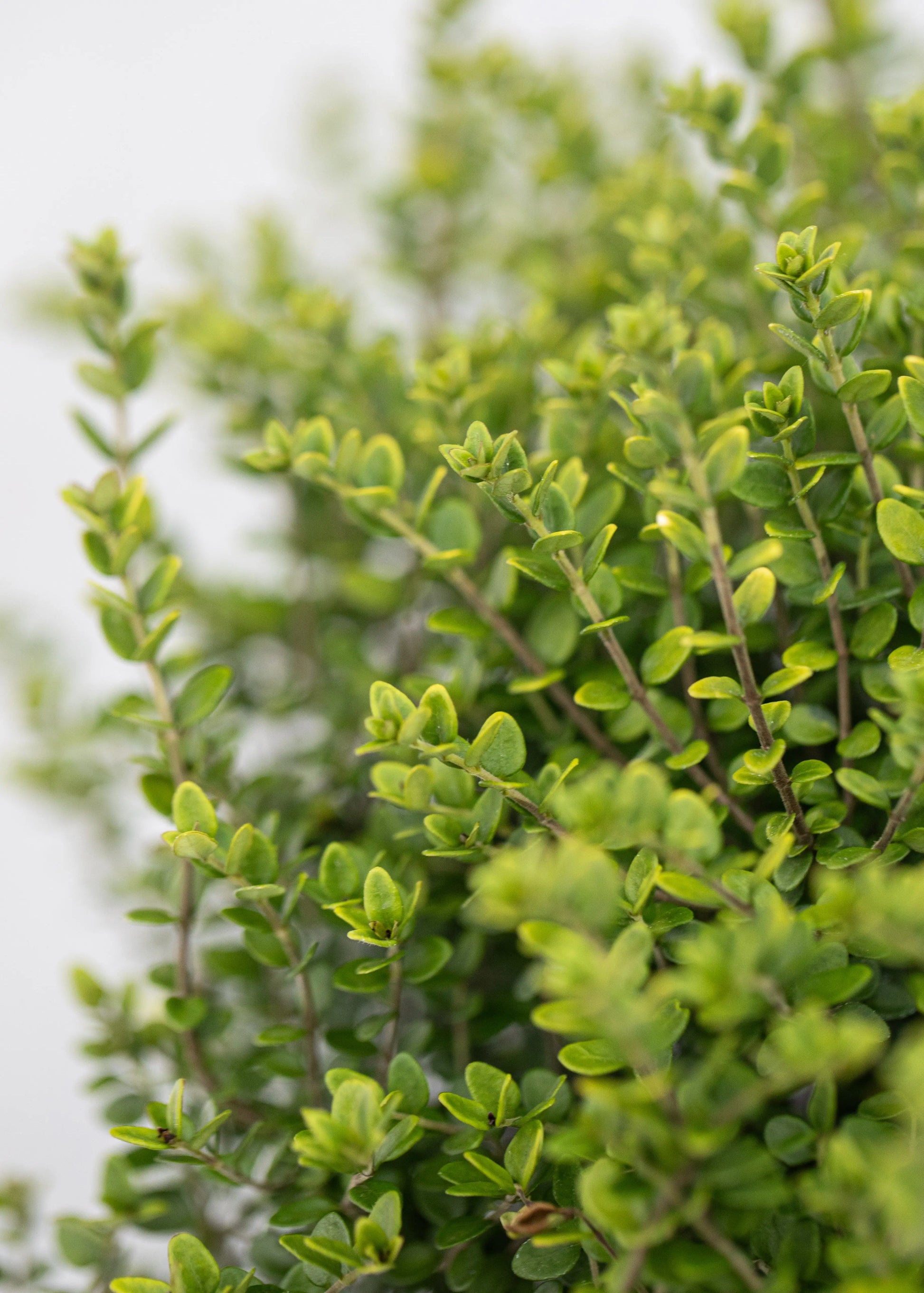 Lonicera nitida 'Twiggy'