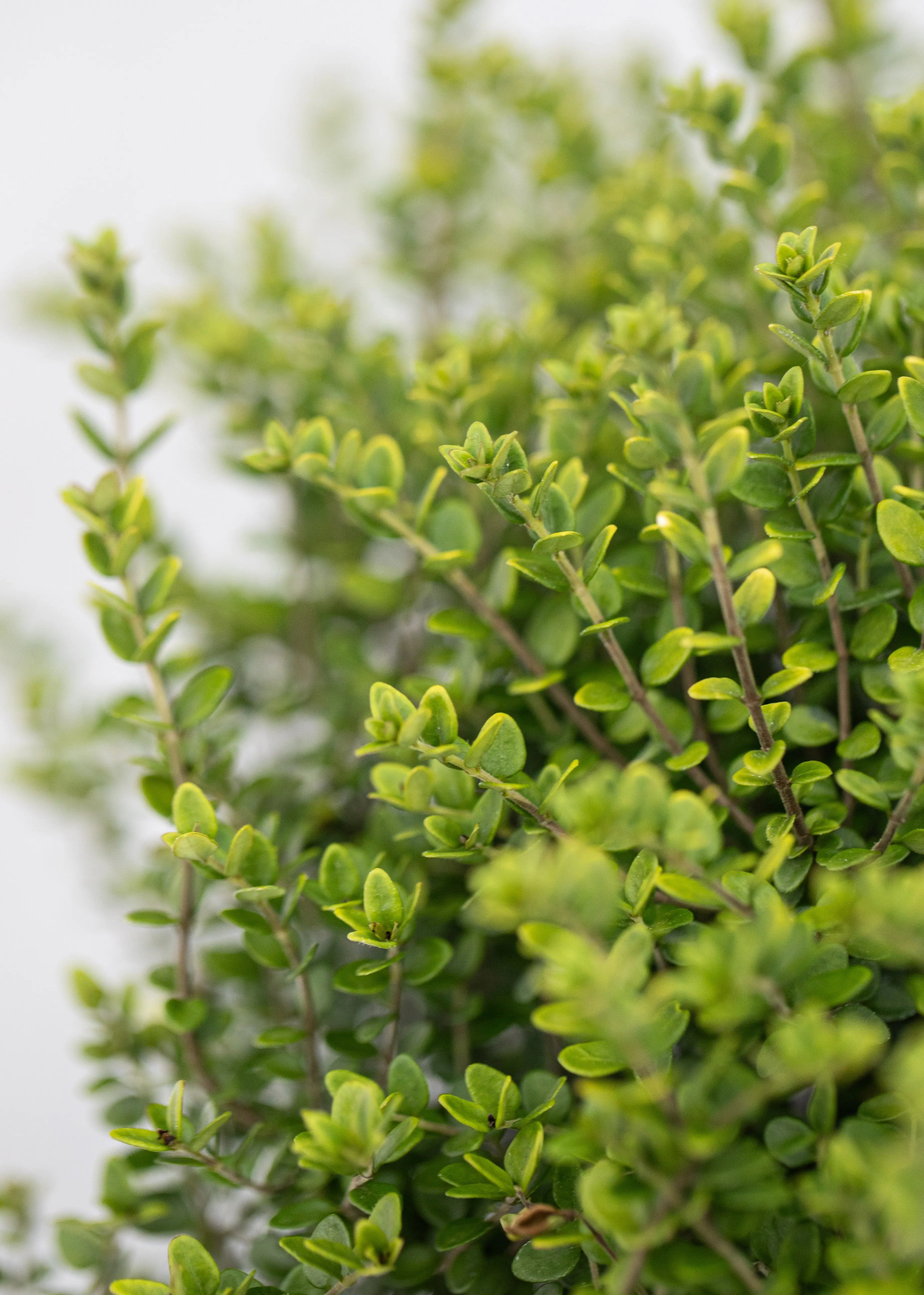 Lonicera nitida 'Twiggy'