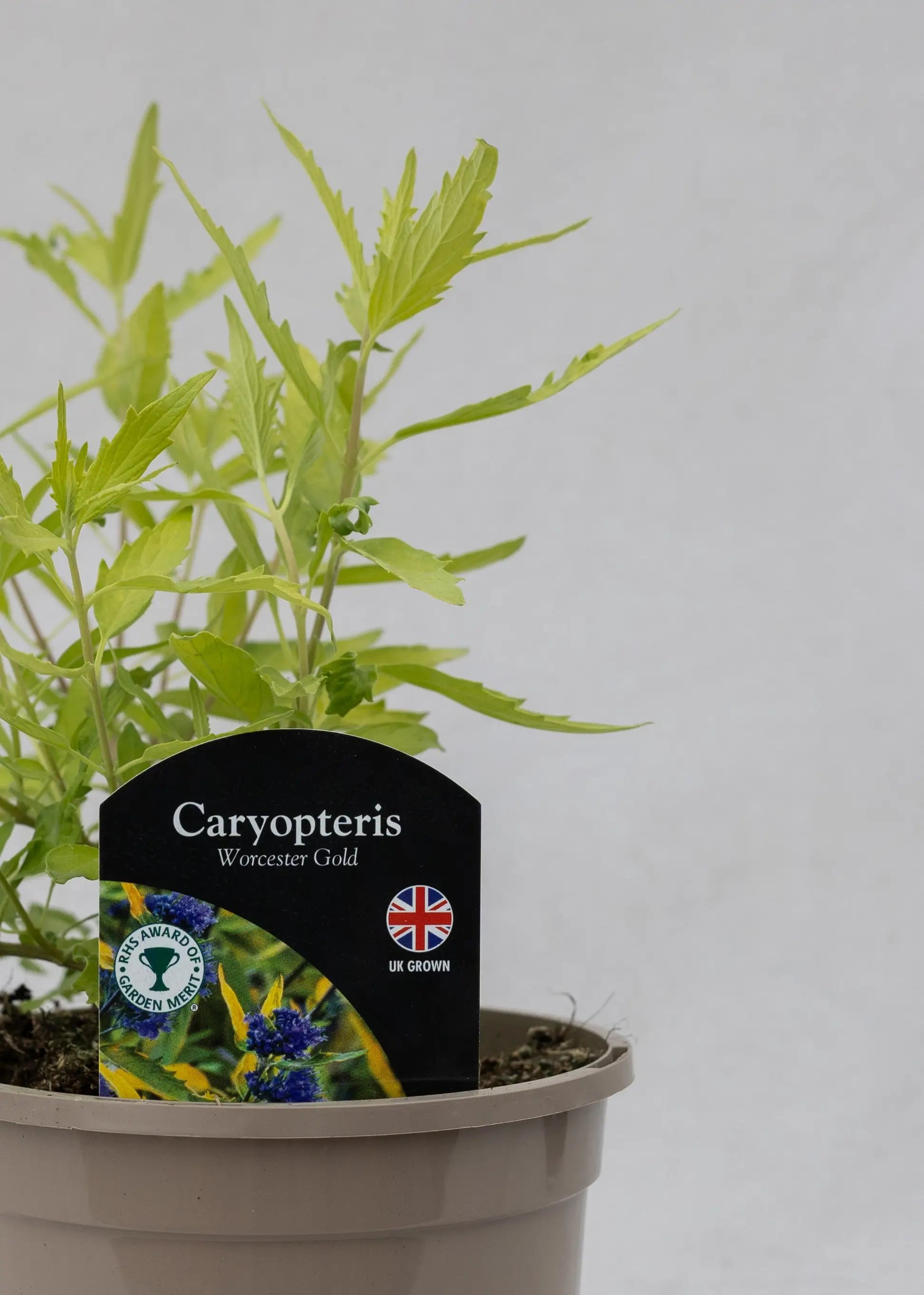 Caryopteris 'X clandonensis Worcester Gold'