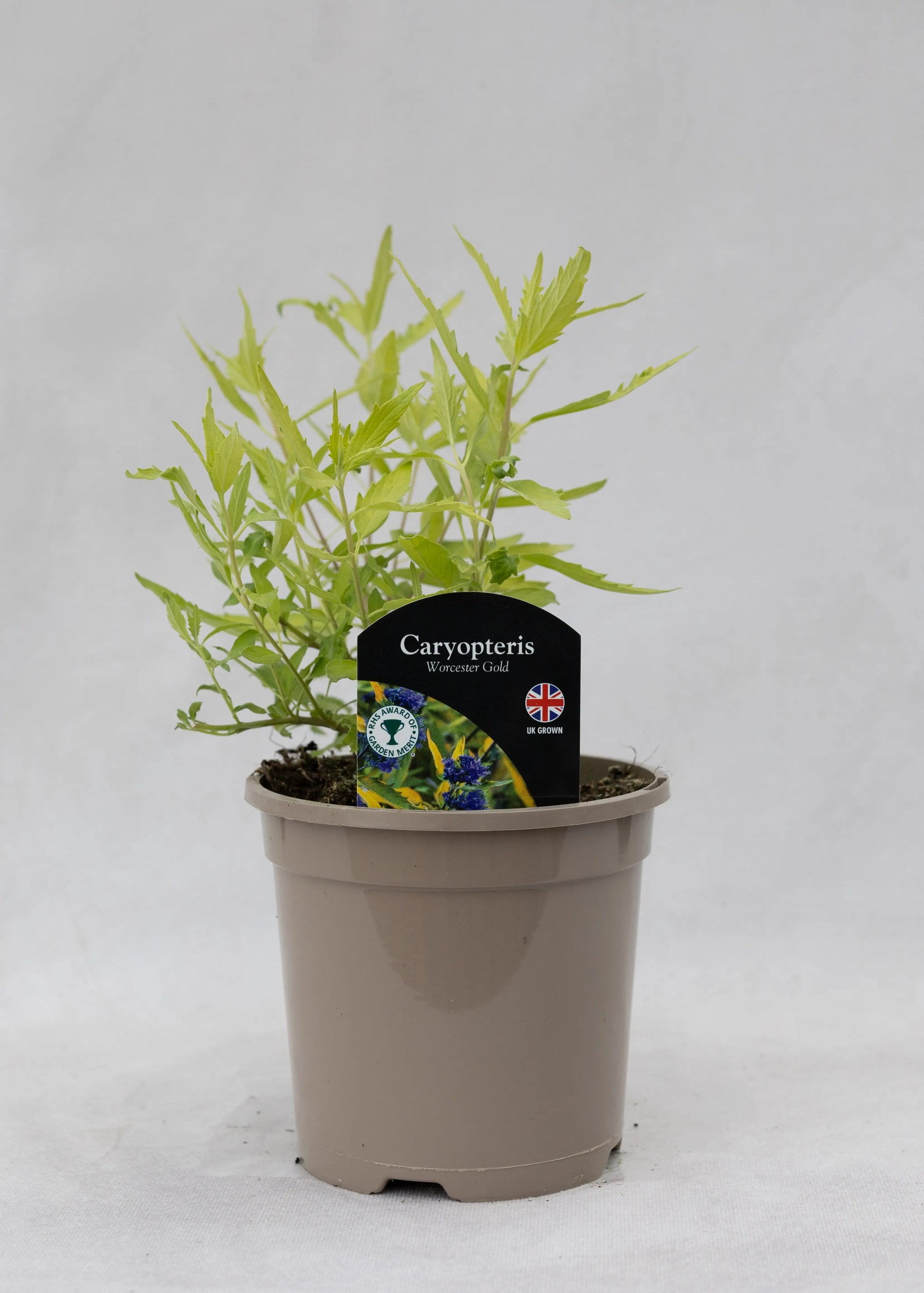 Caryopteris 'X clandonensis Worcester Gold'