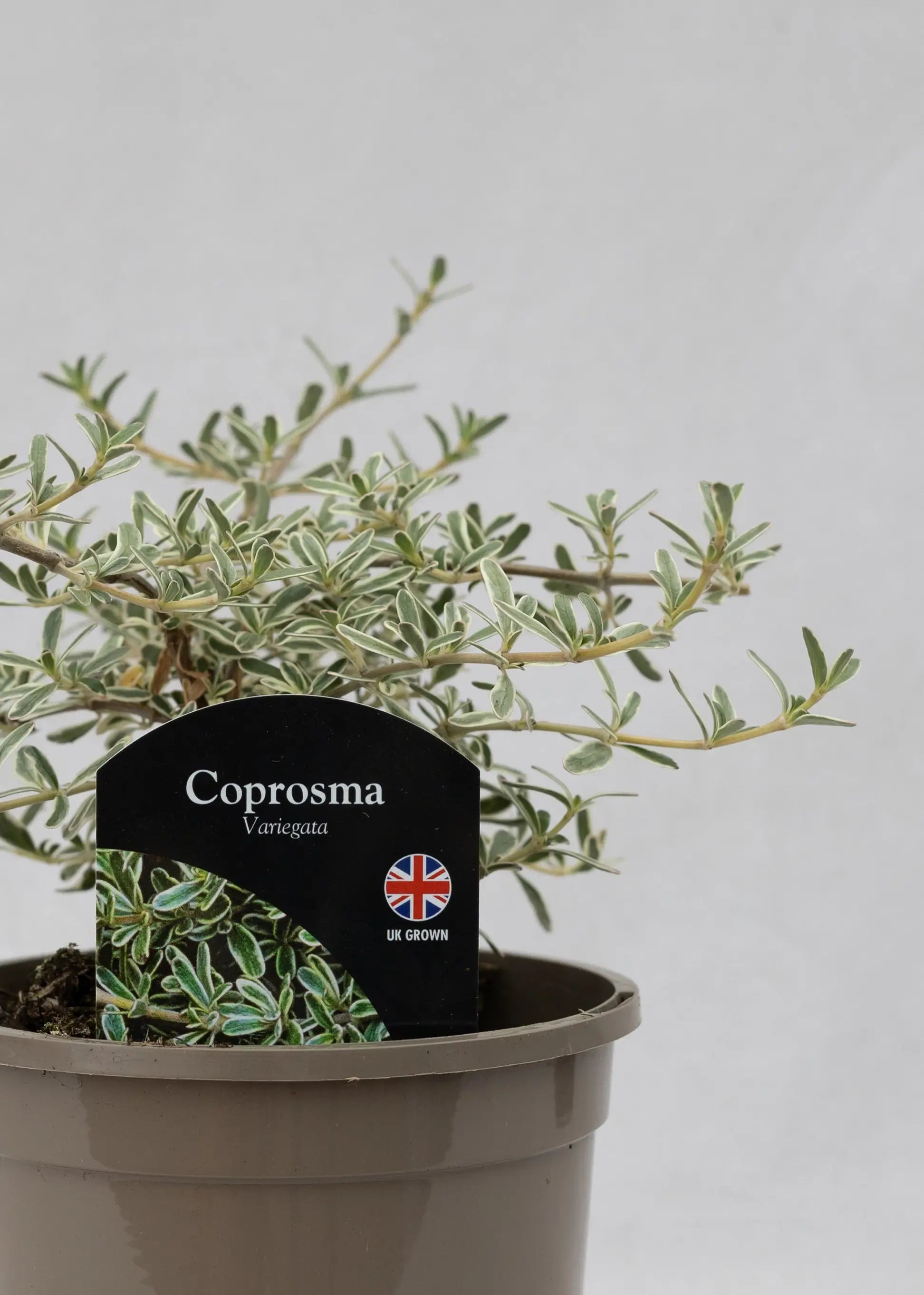 Coprosma kirkii 'Variegata'