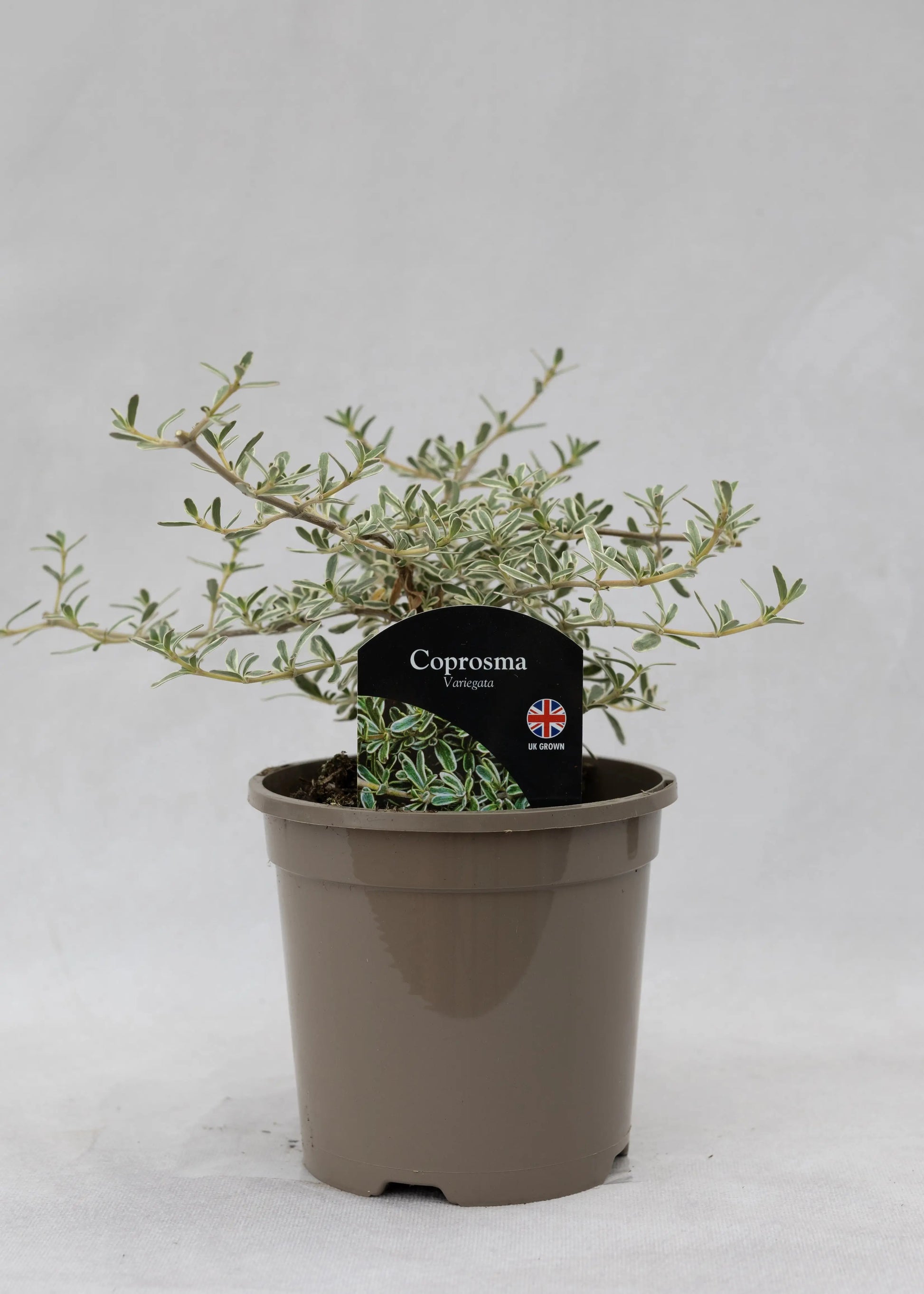 Coprosma kirkii 'Variegata'