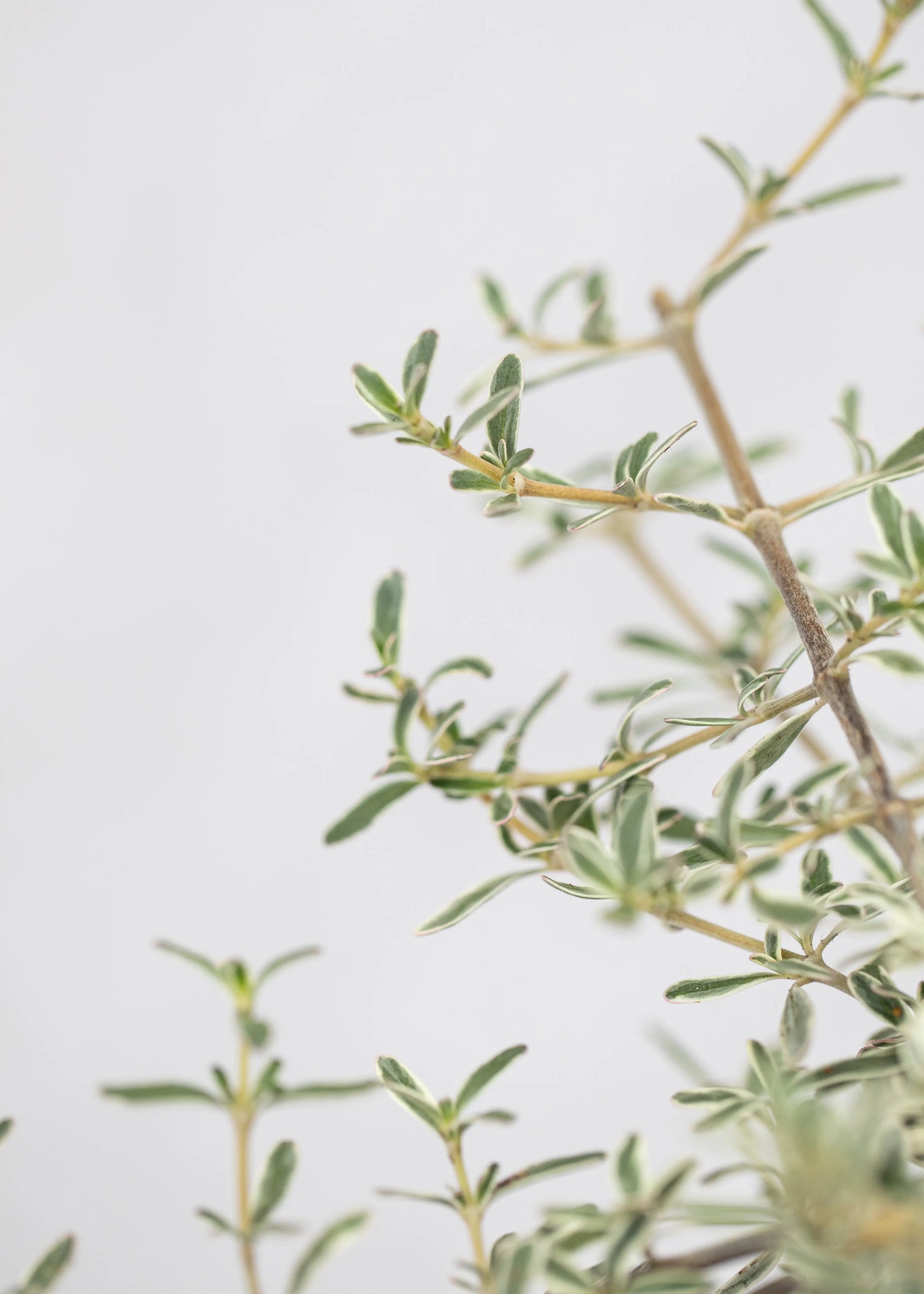 Coprosma kirkii 'Variegata'