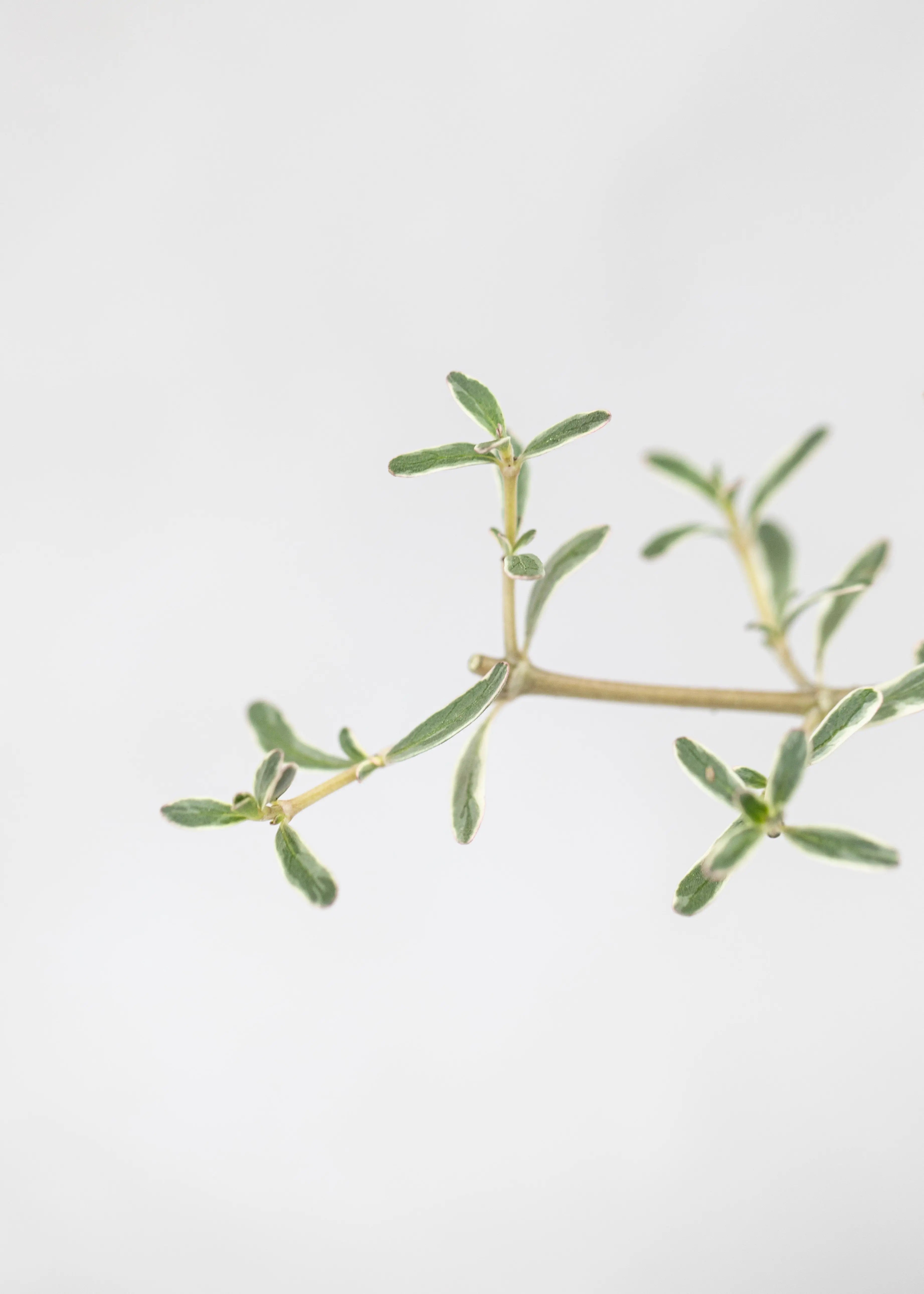 Coprosma kirkii 'Variegata'