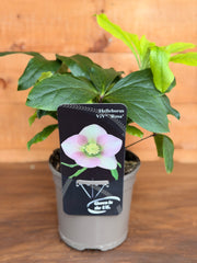 Helleborus orientalis 'Viv Rosa'