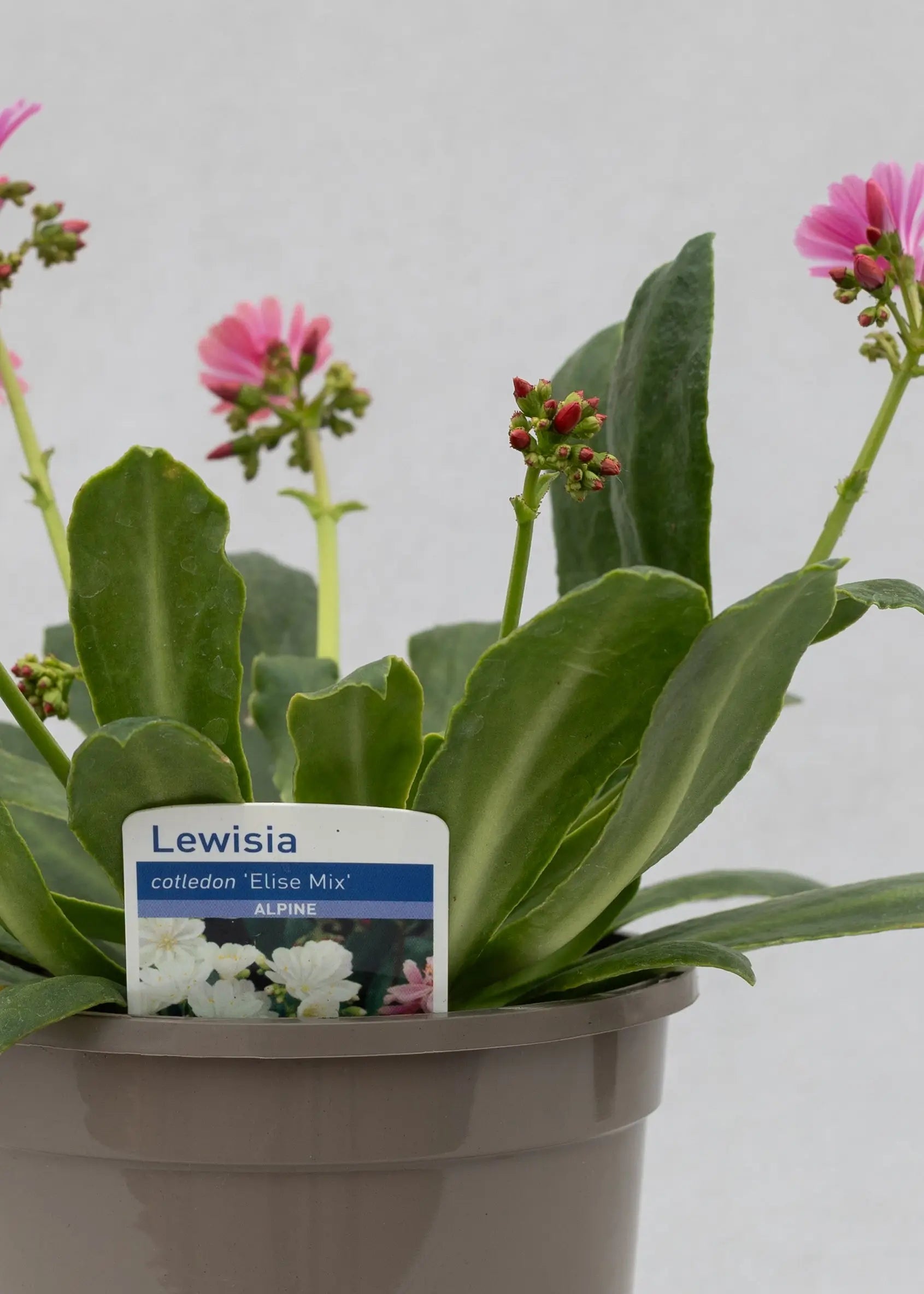 Lewisia cotyledon 'Elise Mix'