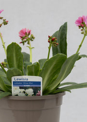 Lewisia cotyledon 'Elise Mix'