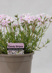 Phlox subulata 'Candy Stripes'
