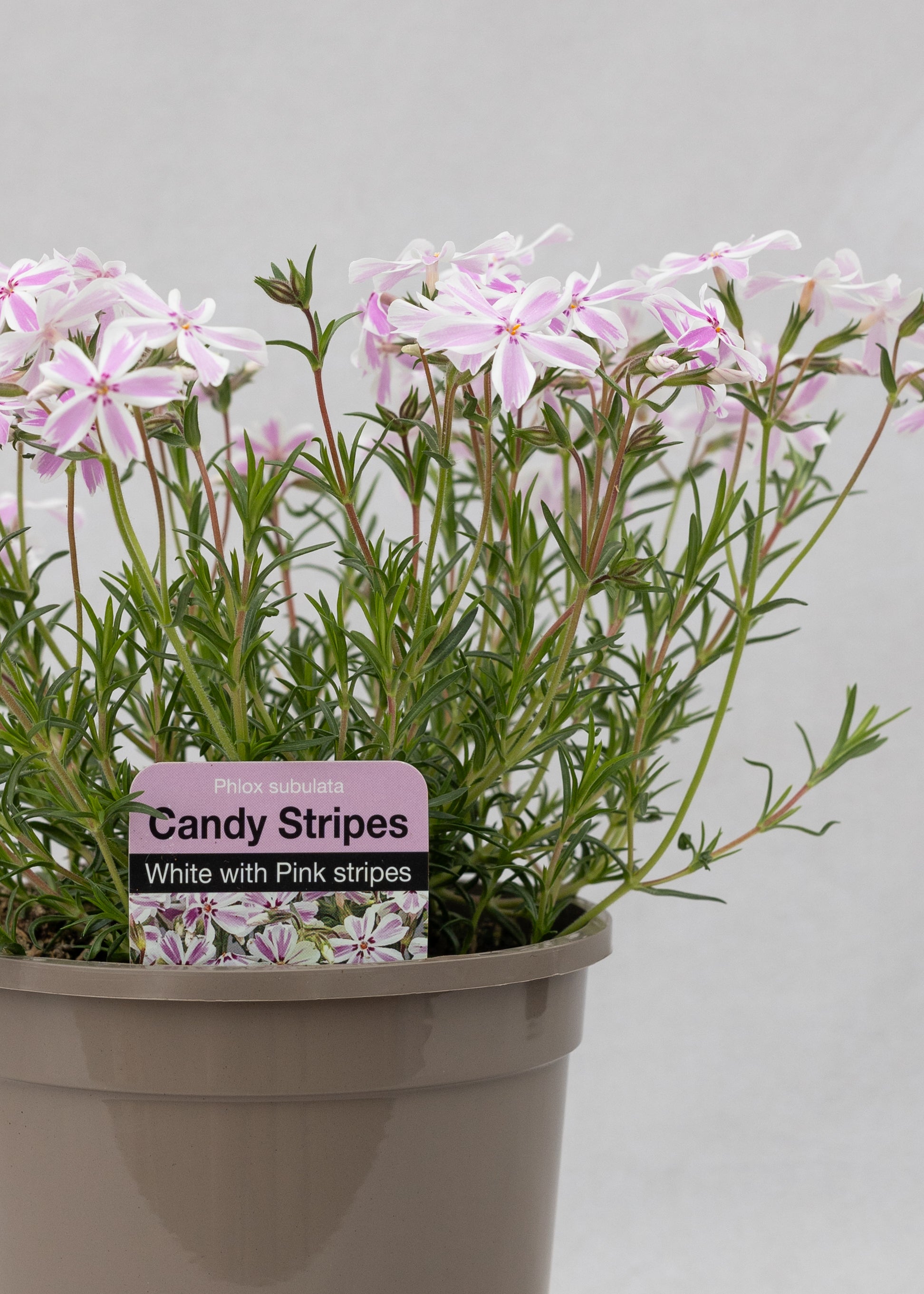 Phlox subulata 'Candy Stripes'
