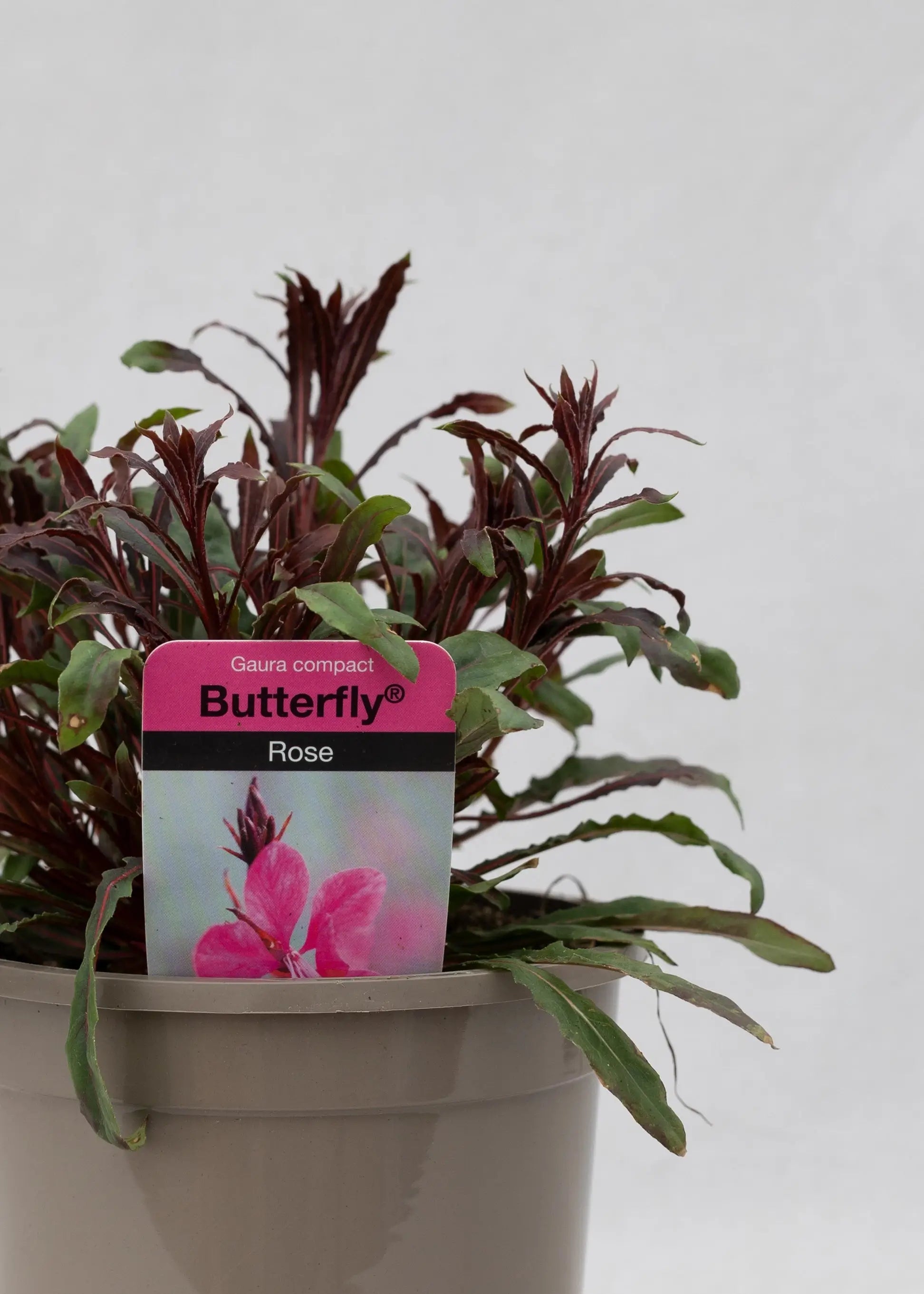Gaura lindheimeri 'Butterfly Rose'