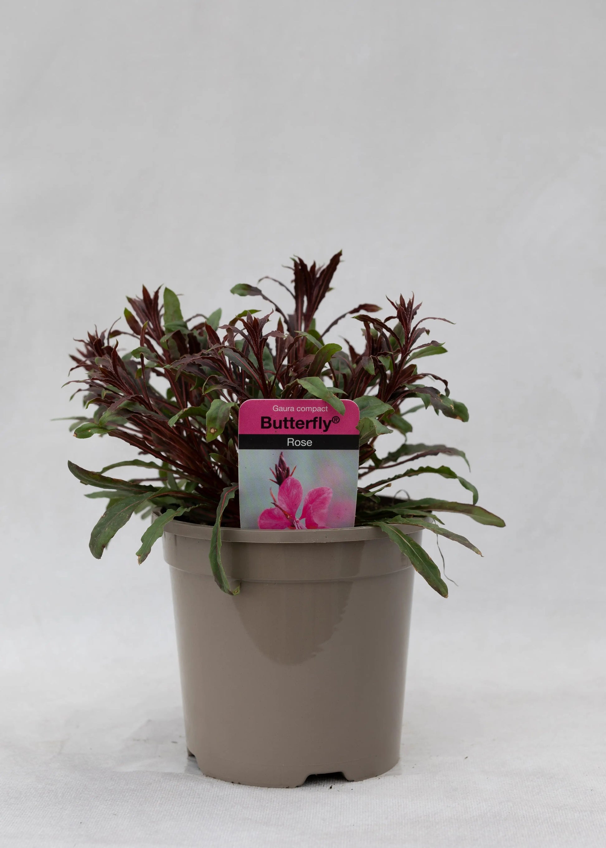 Gaura lindheimeri 'Butterfly Rose'