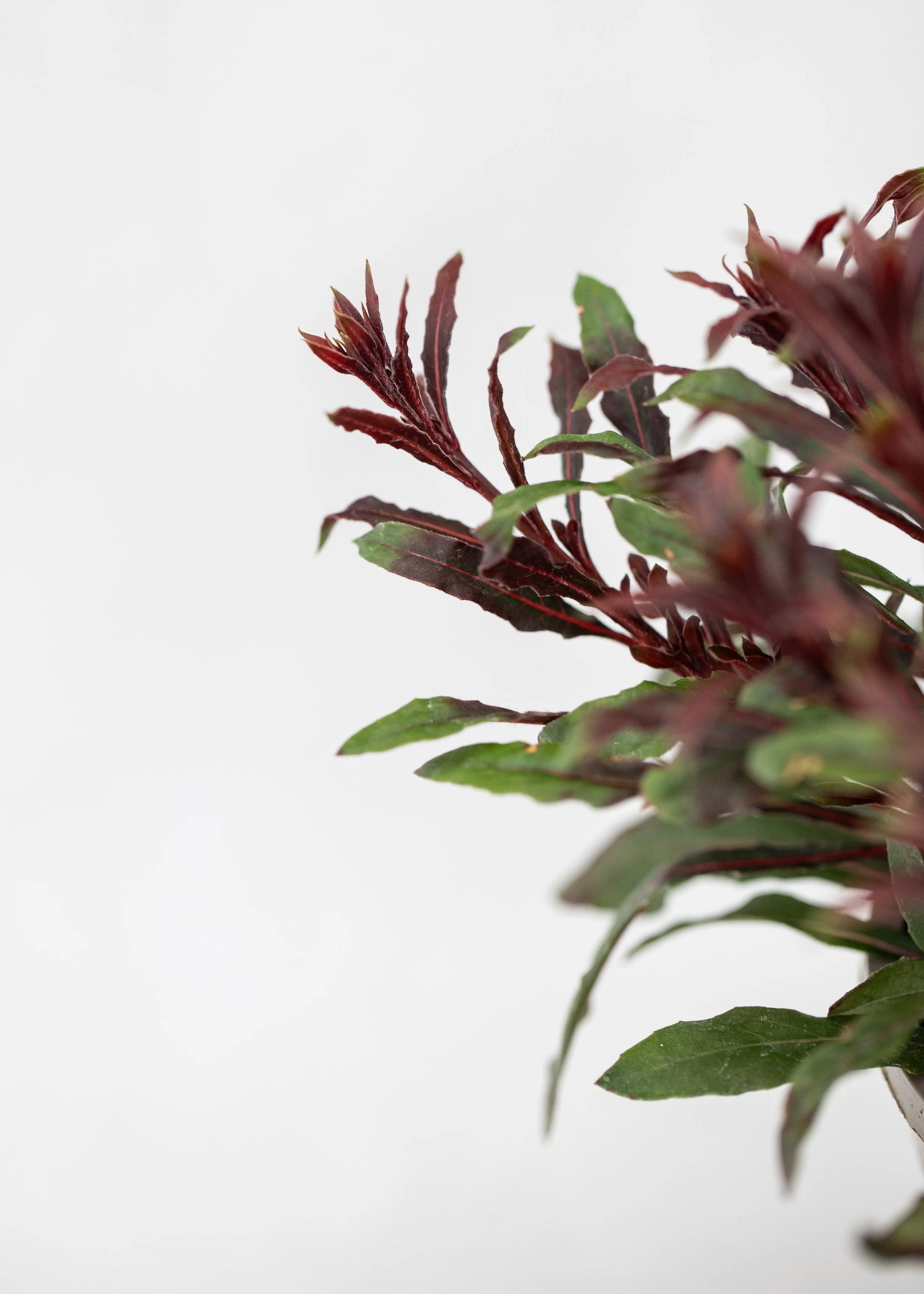 Gaura lindheimeri 'Butterfly Rose'