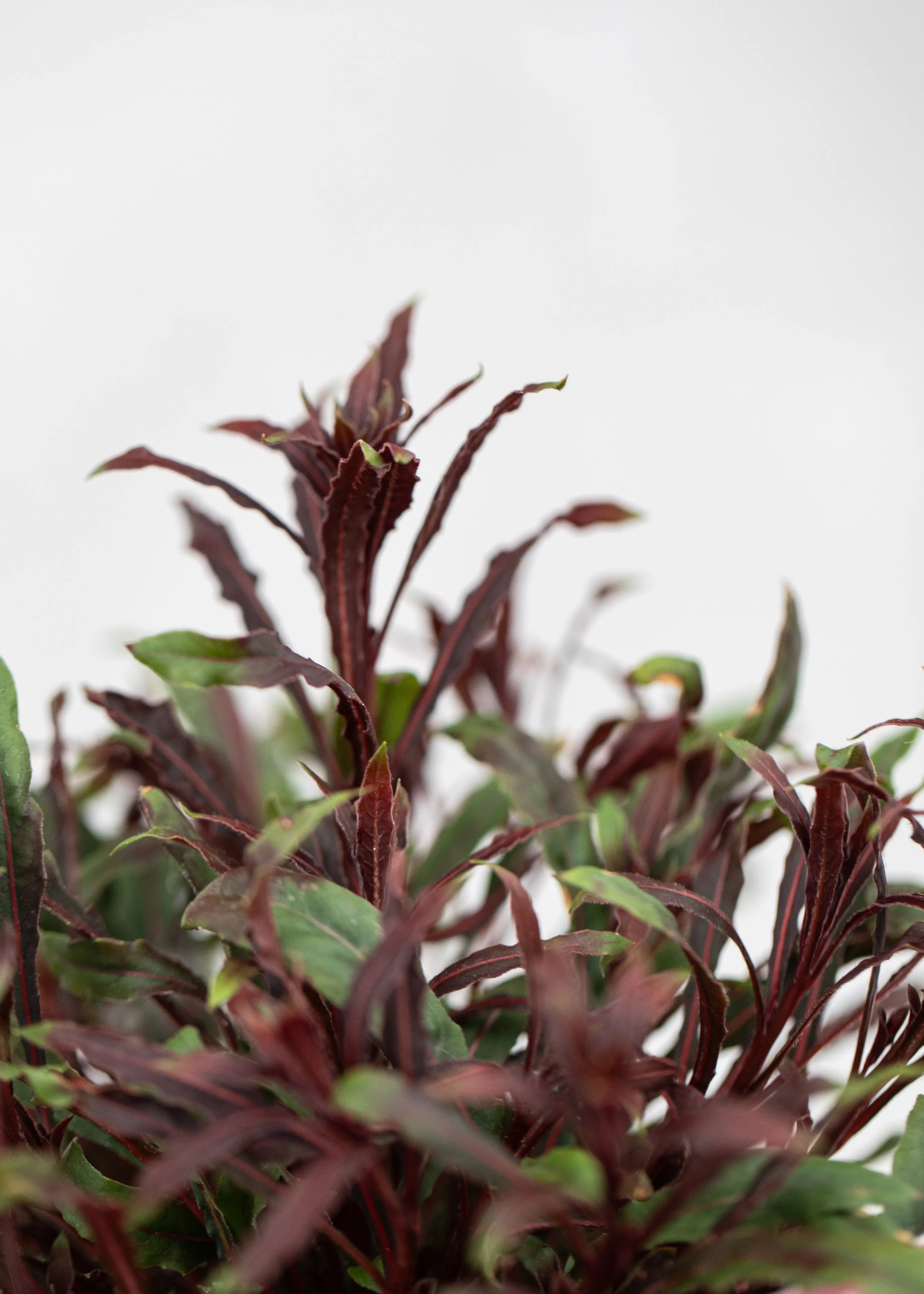 Gaura lindheimeri 'Butterfly Rose'