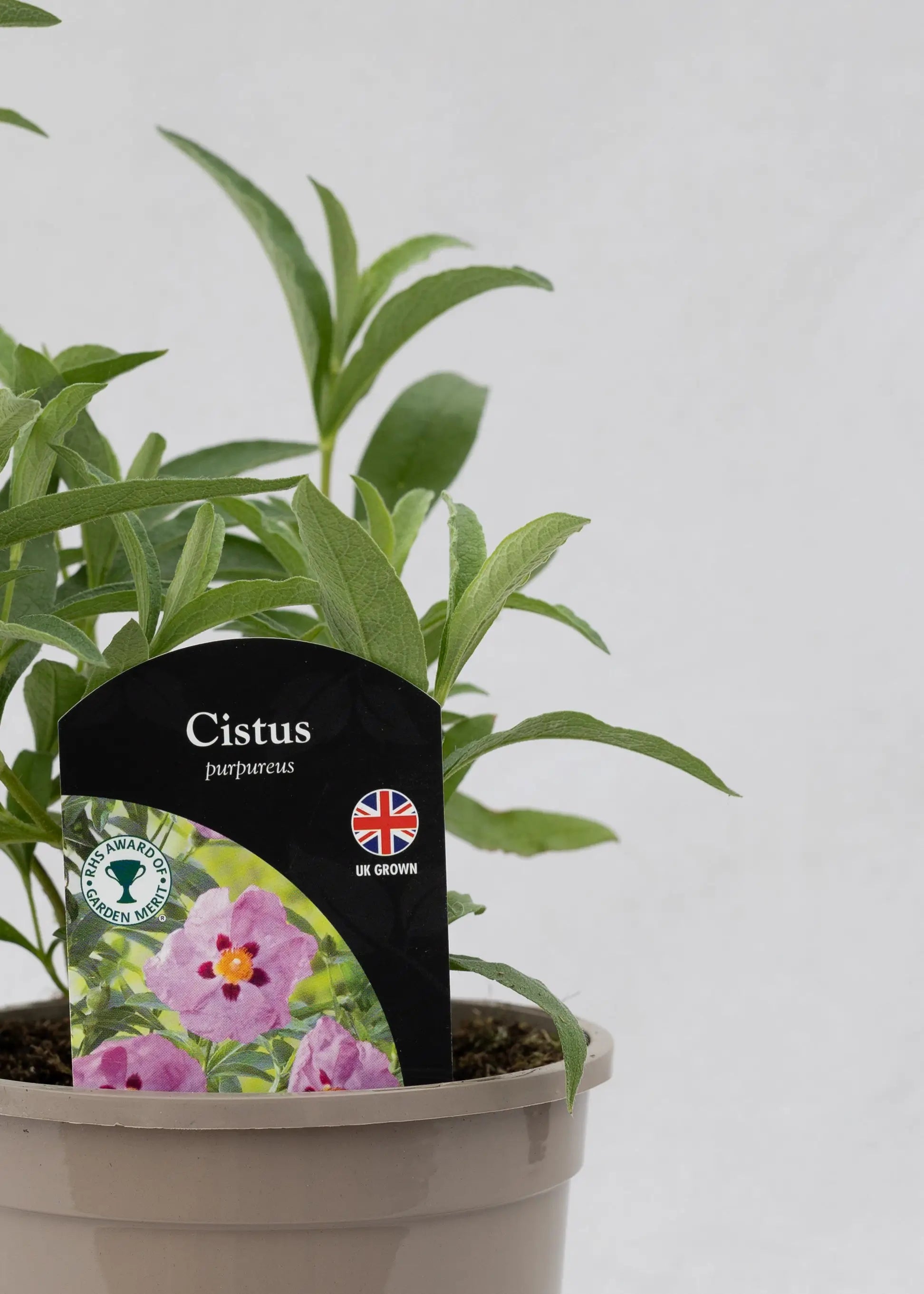 Cistus purpureus