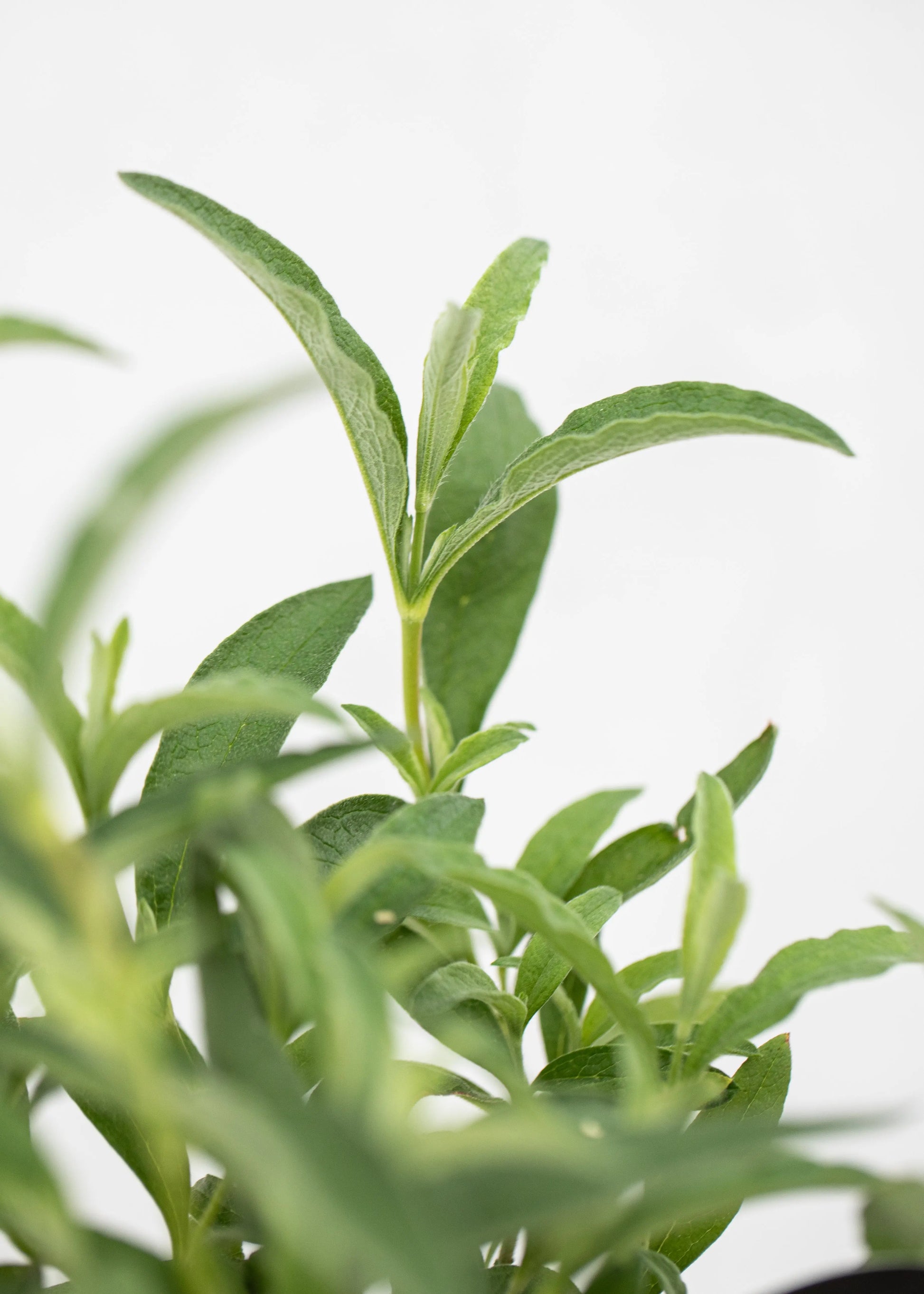 Cistus purpureus