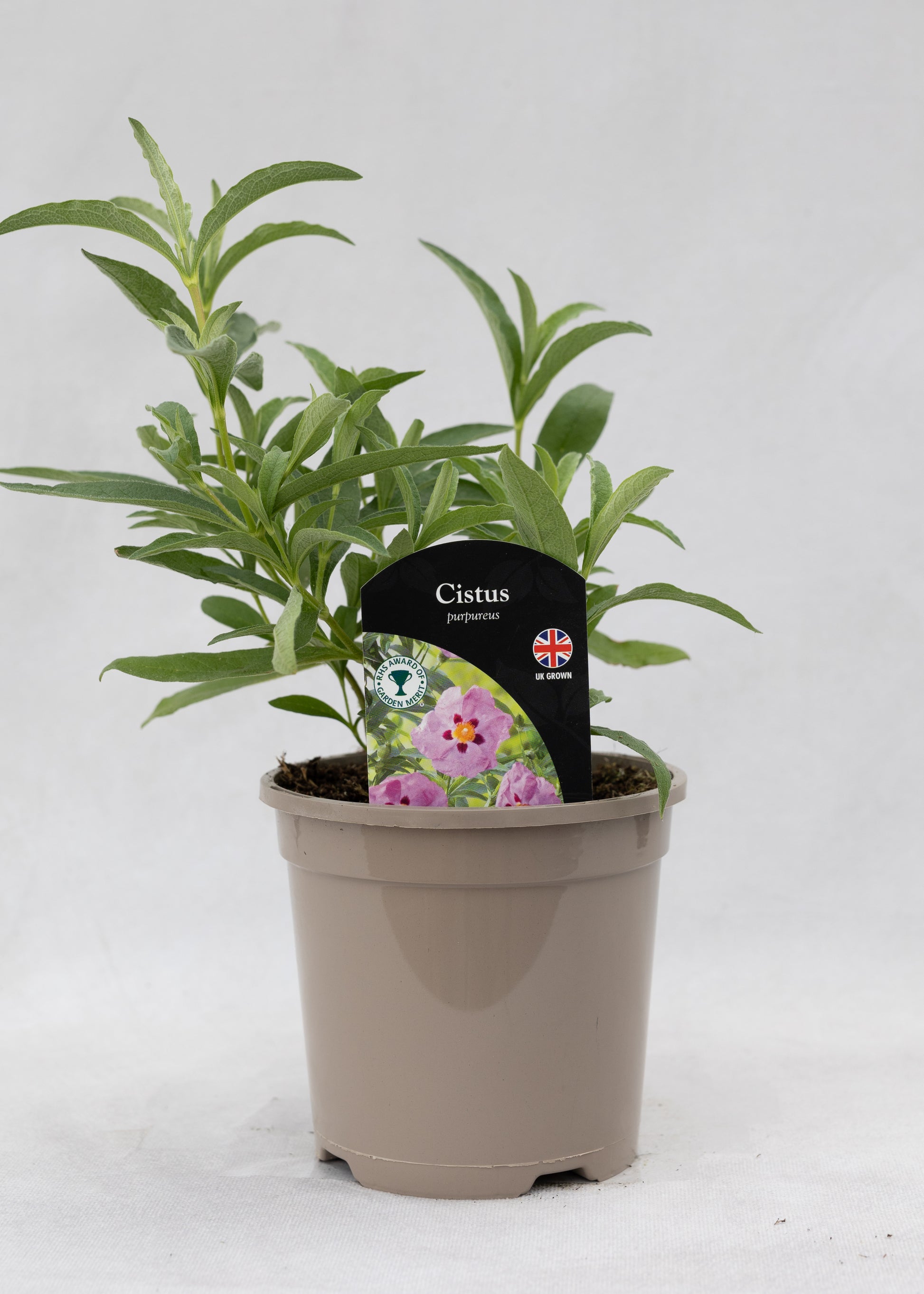 Cistus purpureus
