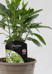 Choisya ternata